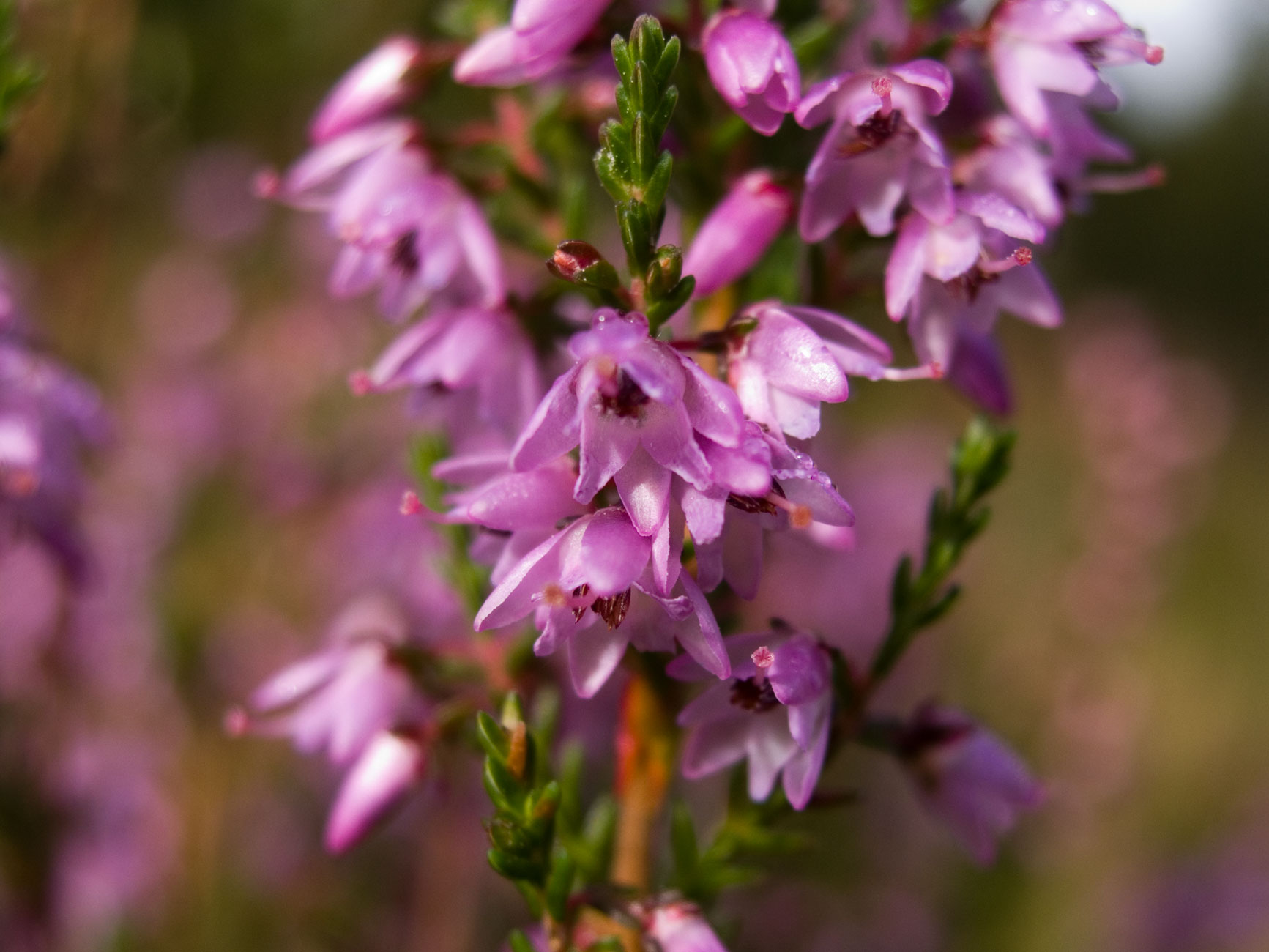 Calluna vulgaris (flower closeup)