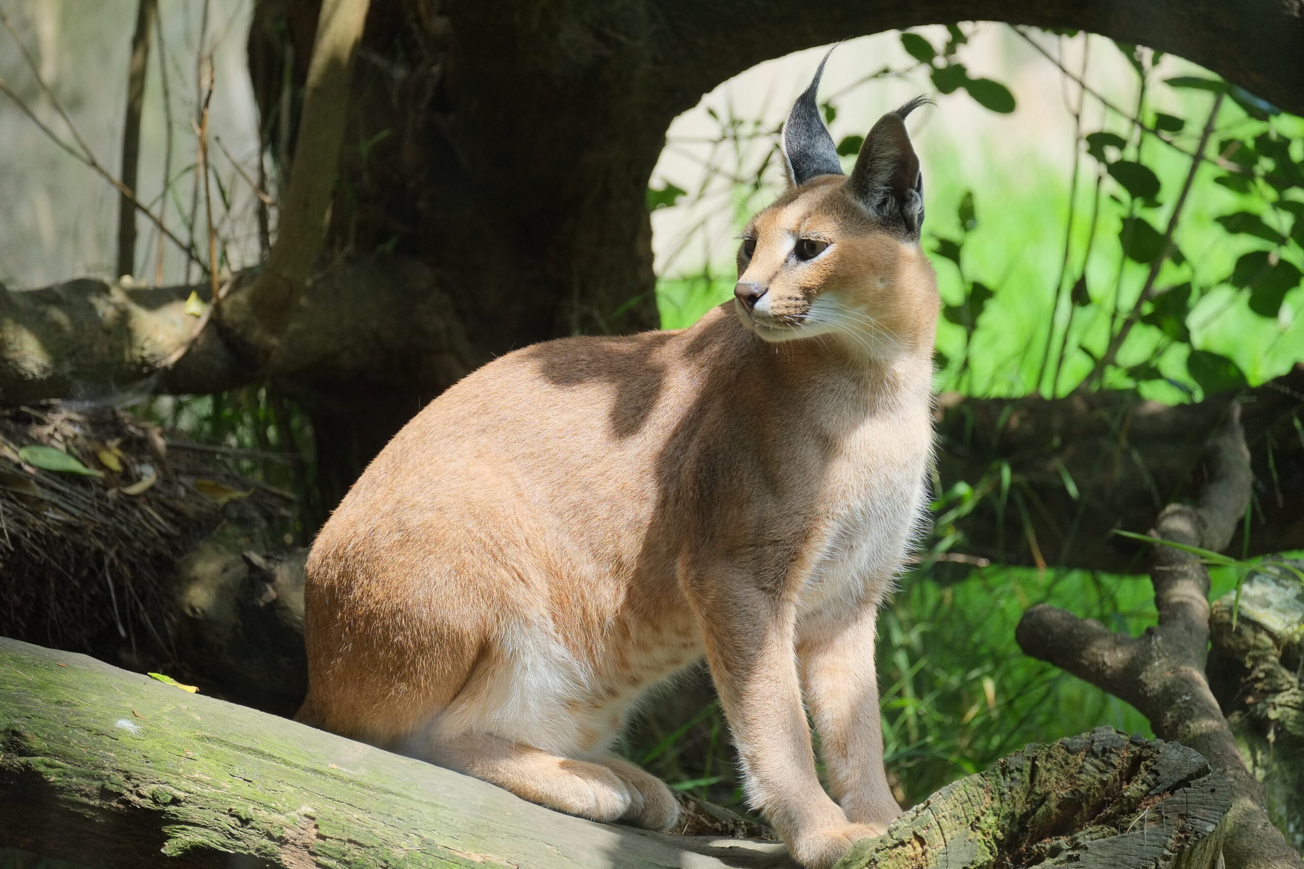 Caracal sitting in front of tree trunk