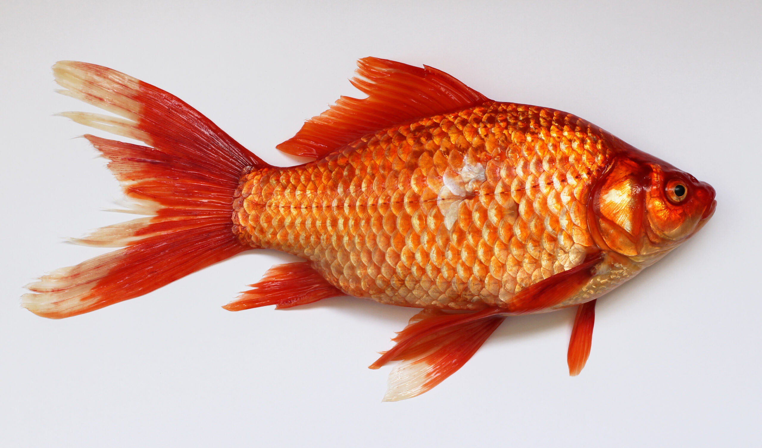 Carassius wild golden fish 2013 G1