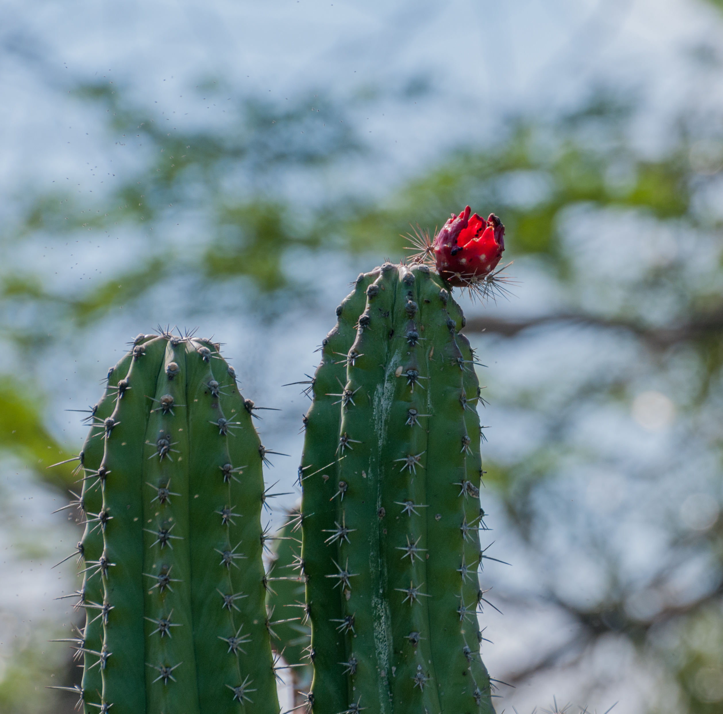 Cardon Flower