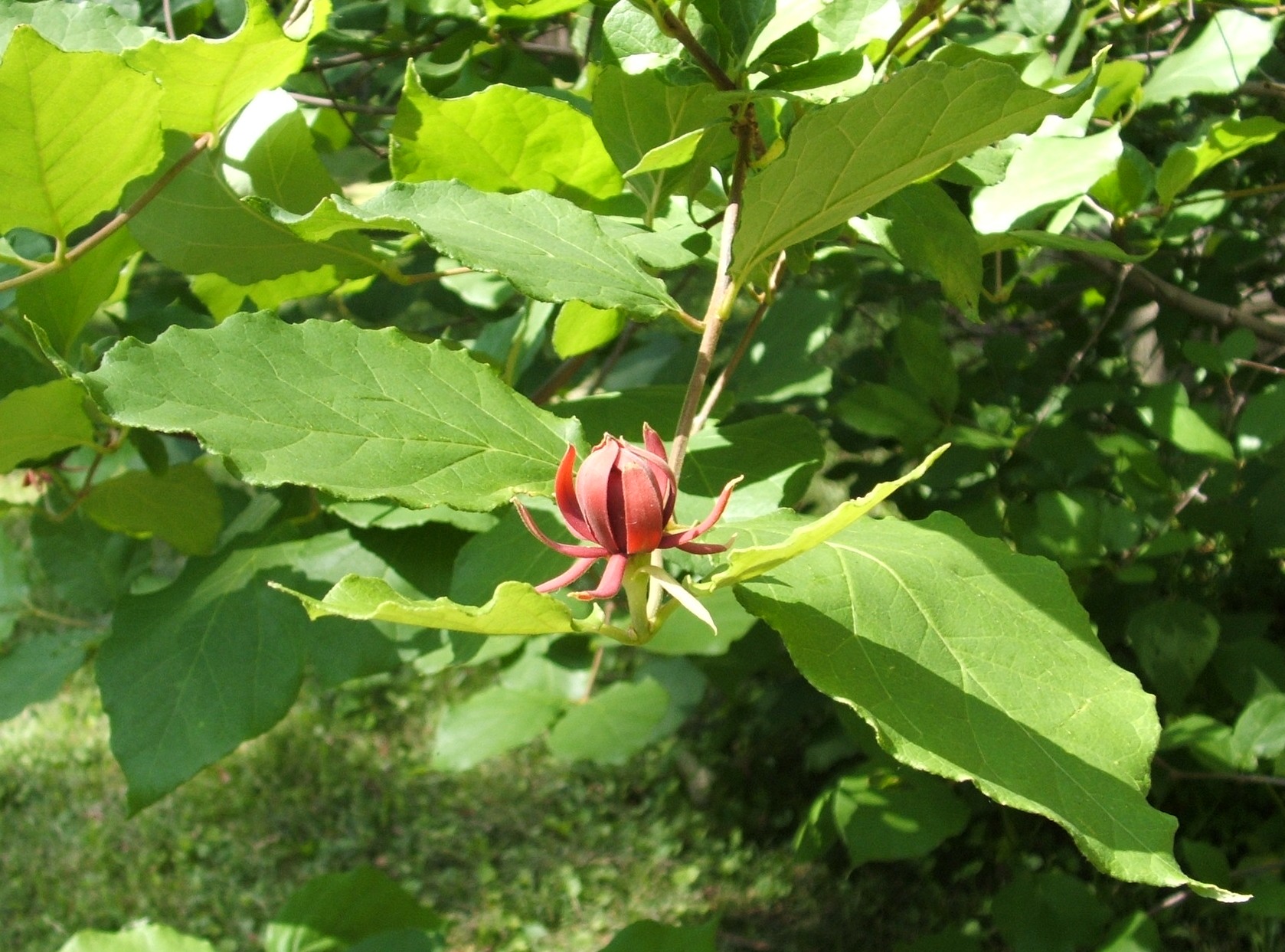 CarolinaSweetshrub