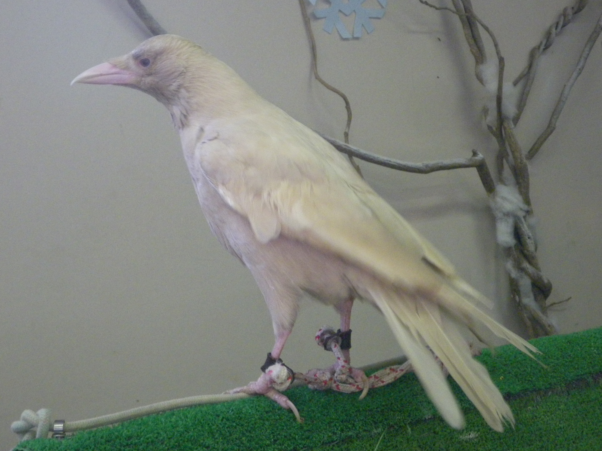 Carrion crow Albino 20091101