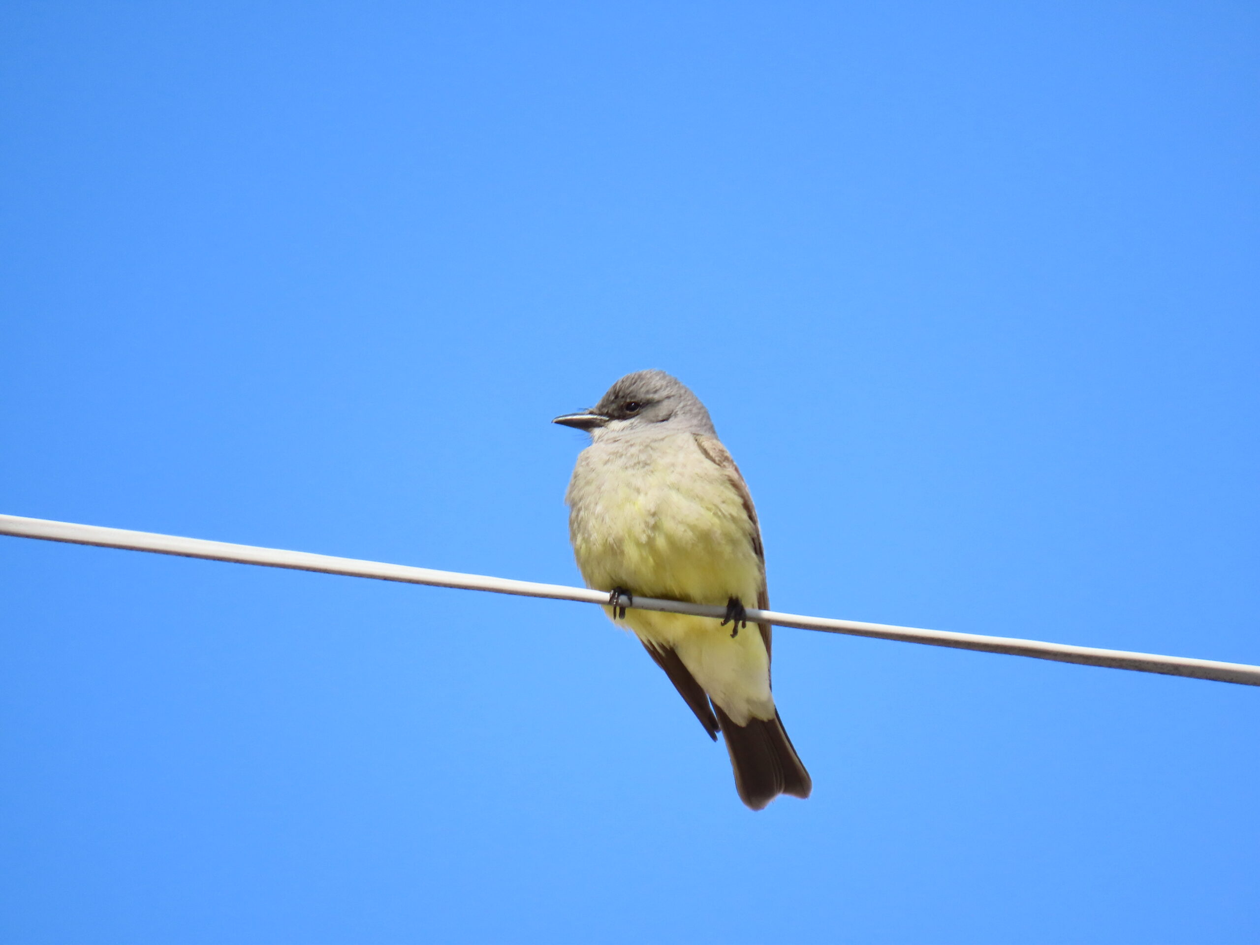 Cassin's kingbird, 2023-04-03