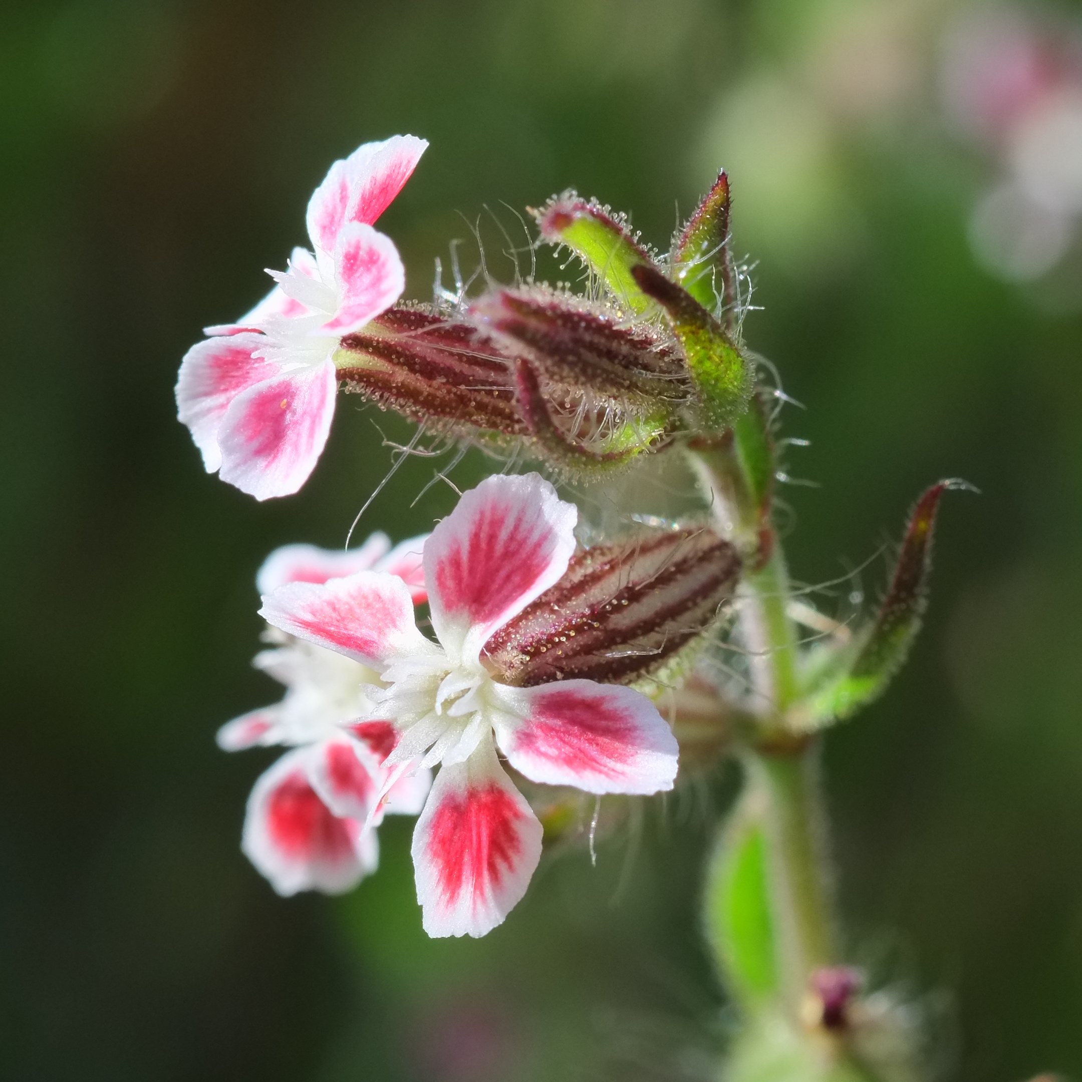 Catchfly (Silene gallica var quinquevulnera) flowers