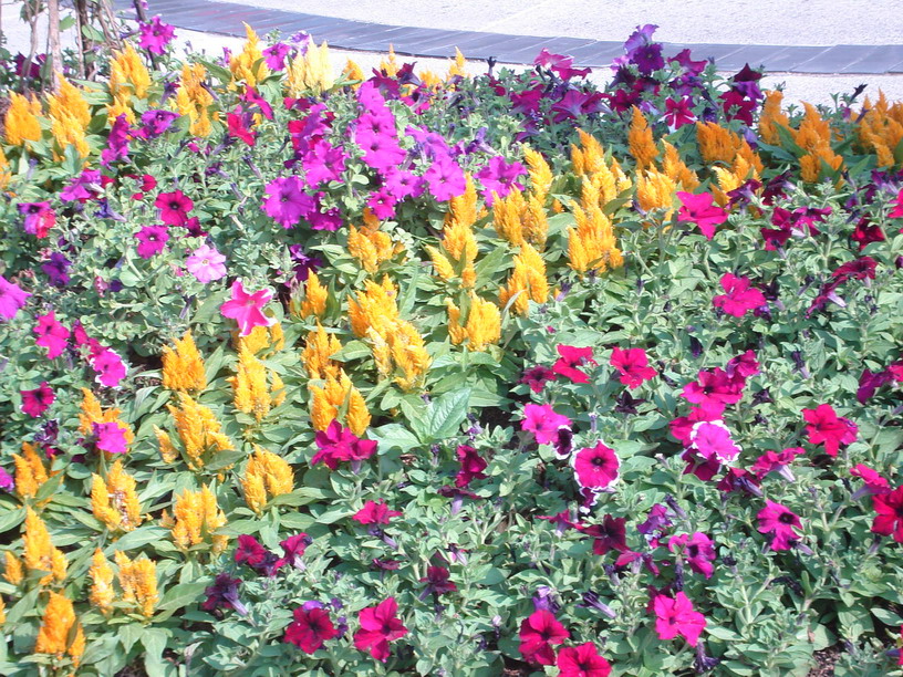 Celosia and Petunia in a Flower bed