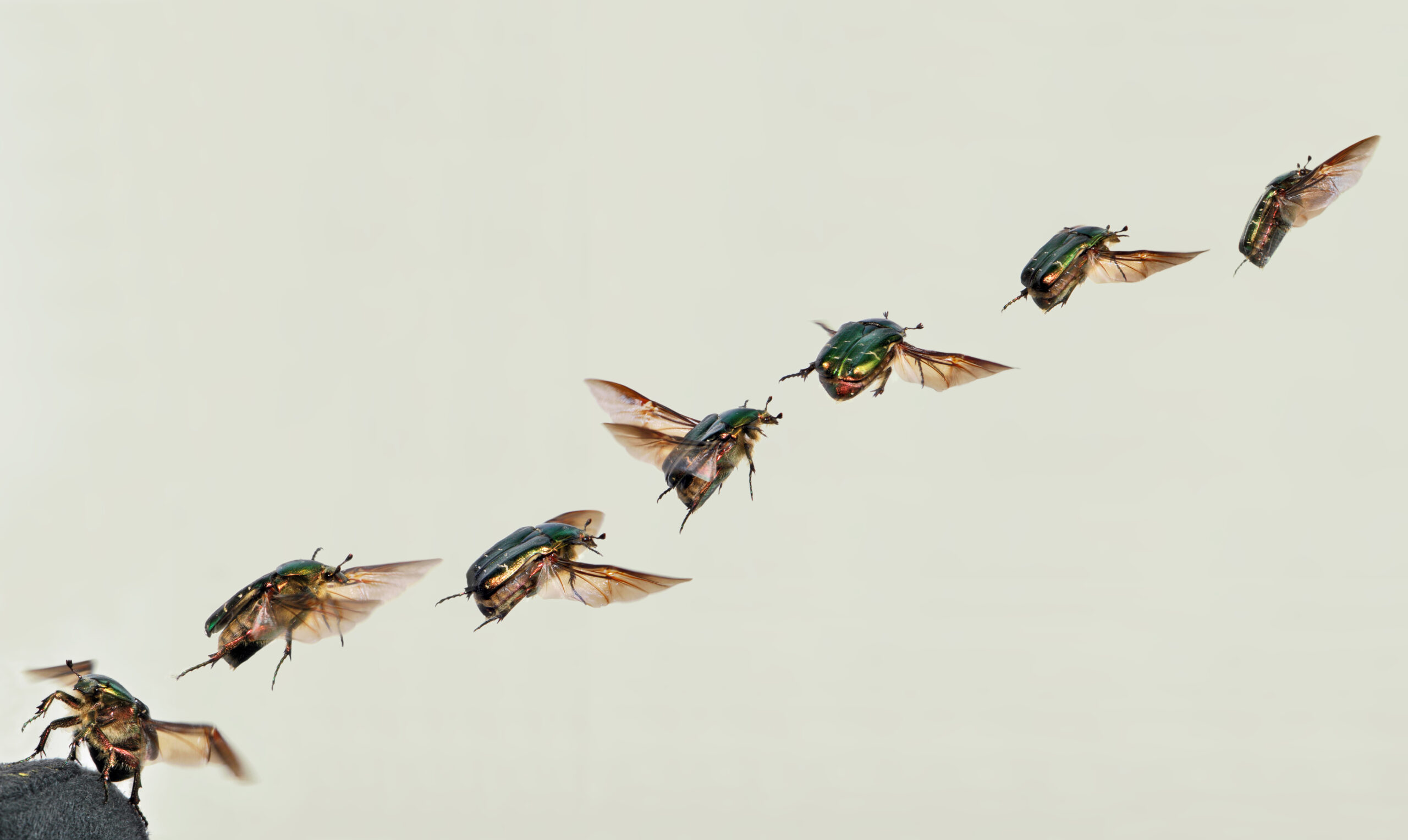 Cetonia aurata take off composition 05172009