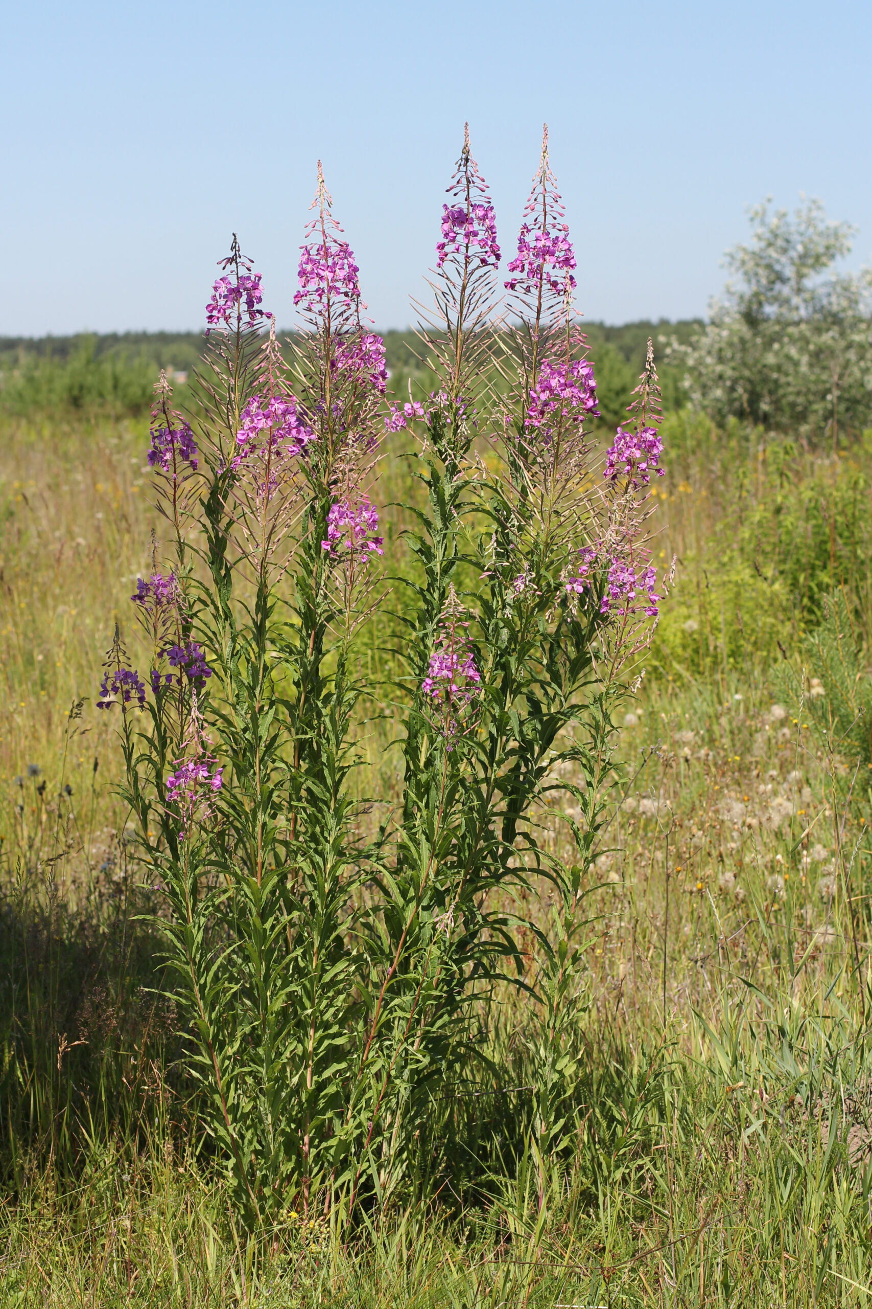 Chamerion angustifolium 2012 G2