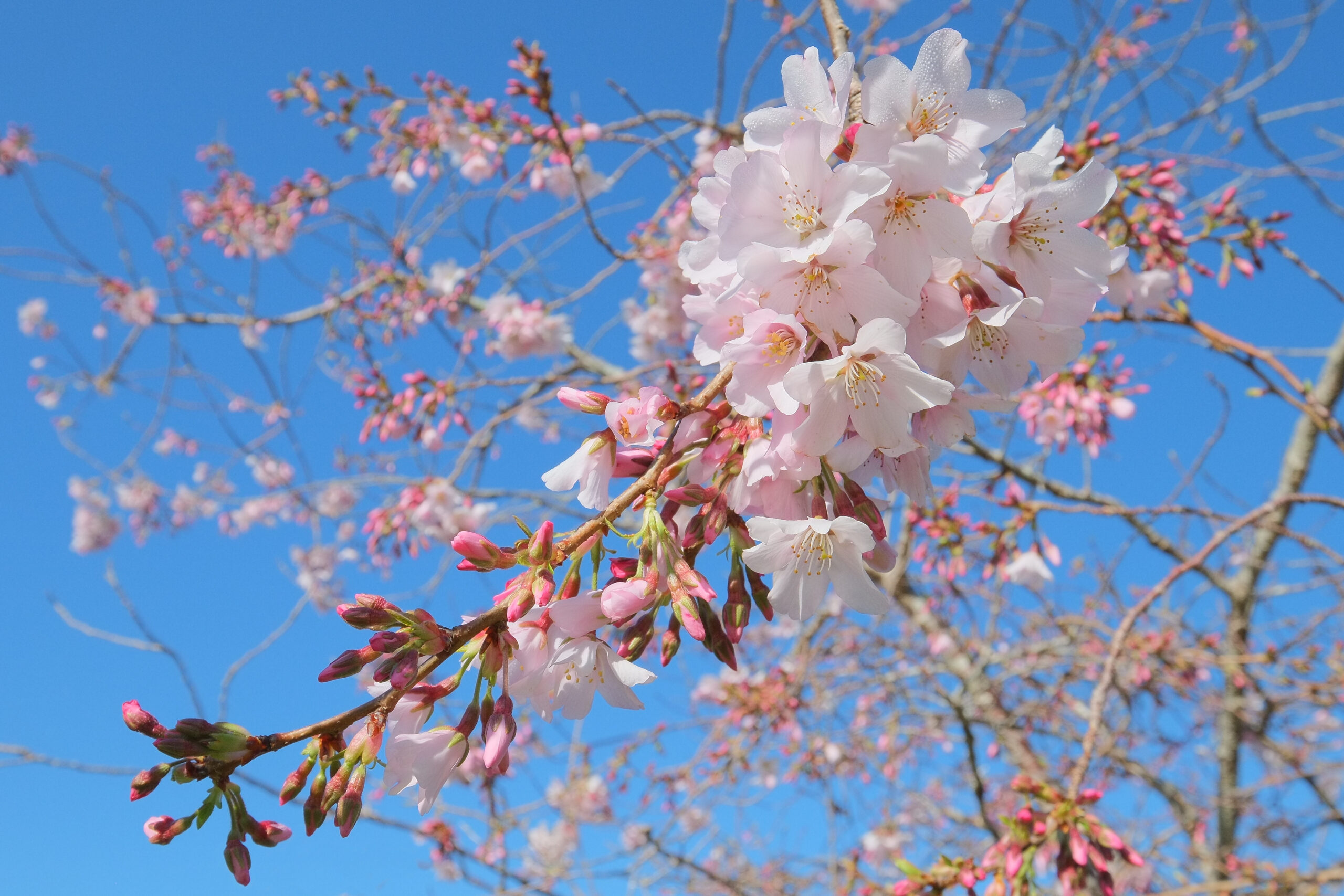Cherry blossoms (Prunus x yedoensis 'Awanui') on branch in front of tree starting to flower in Aston Norwood Gardens