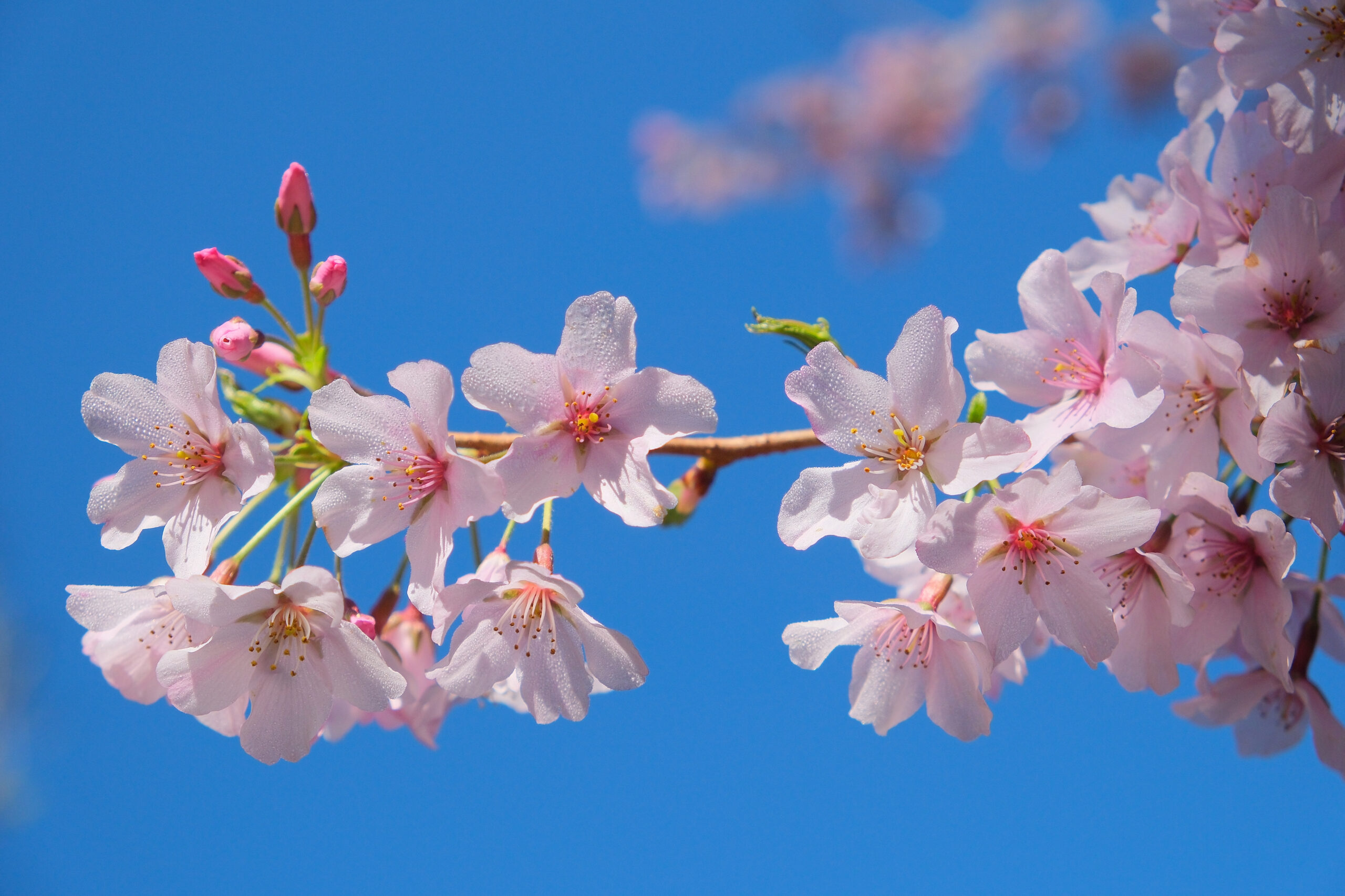 Cherry blossoms (Prunus x yedoensis 'Awanui') with dew drops