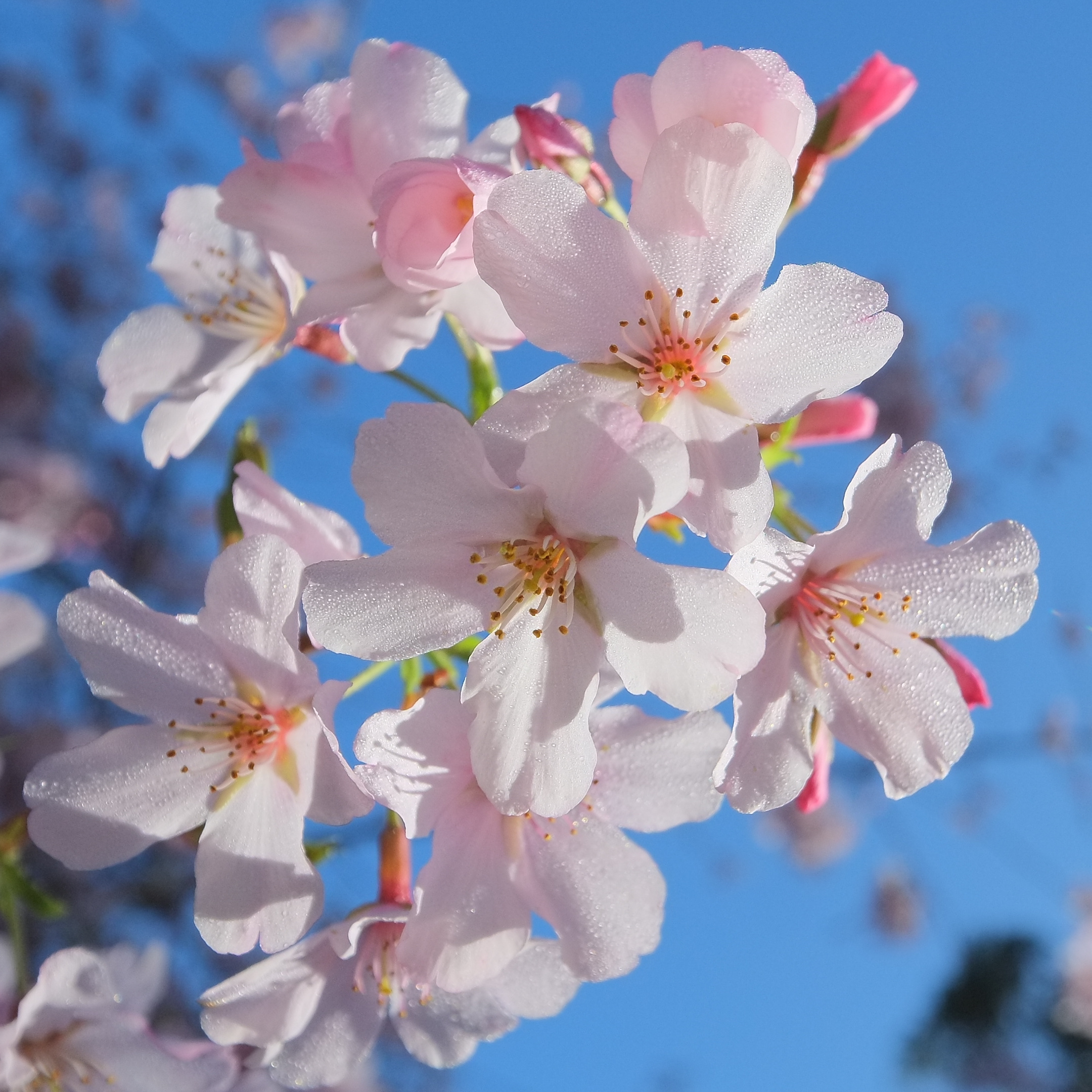 Cherry blossoms (Prunus x yedoensis 'Awanui') with dew drops close-up