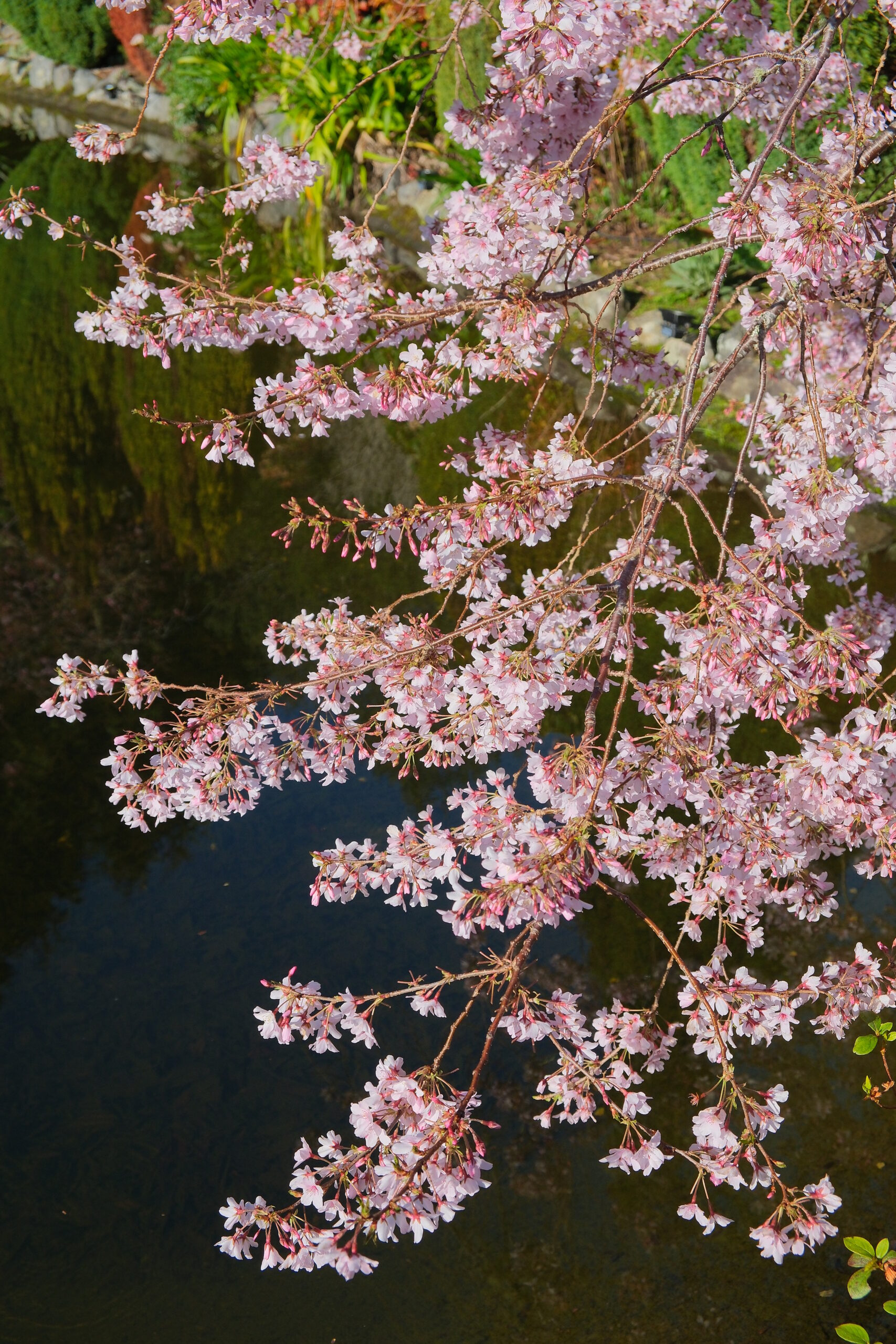 Cherry blossoms on branches overhanging pond in Aston Norwood Gardens