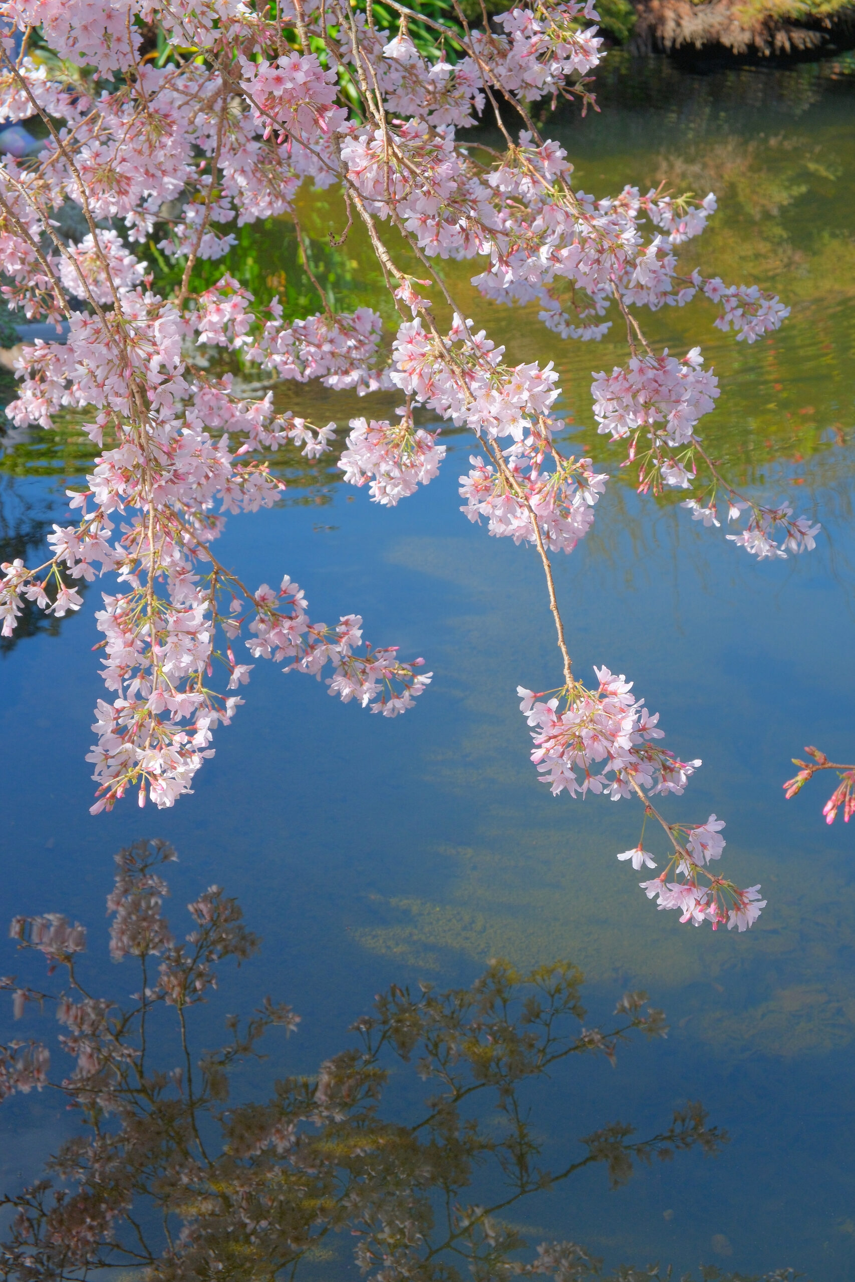 Cherry blossoms on low-hanging branches reflecting in Aston Norwood Gardens top pond