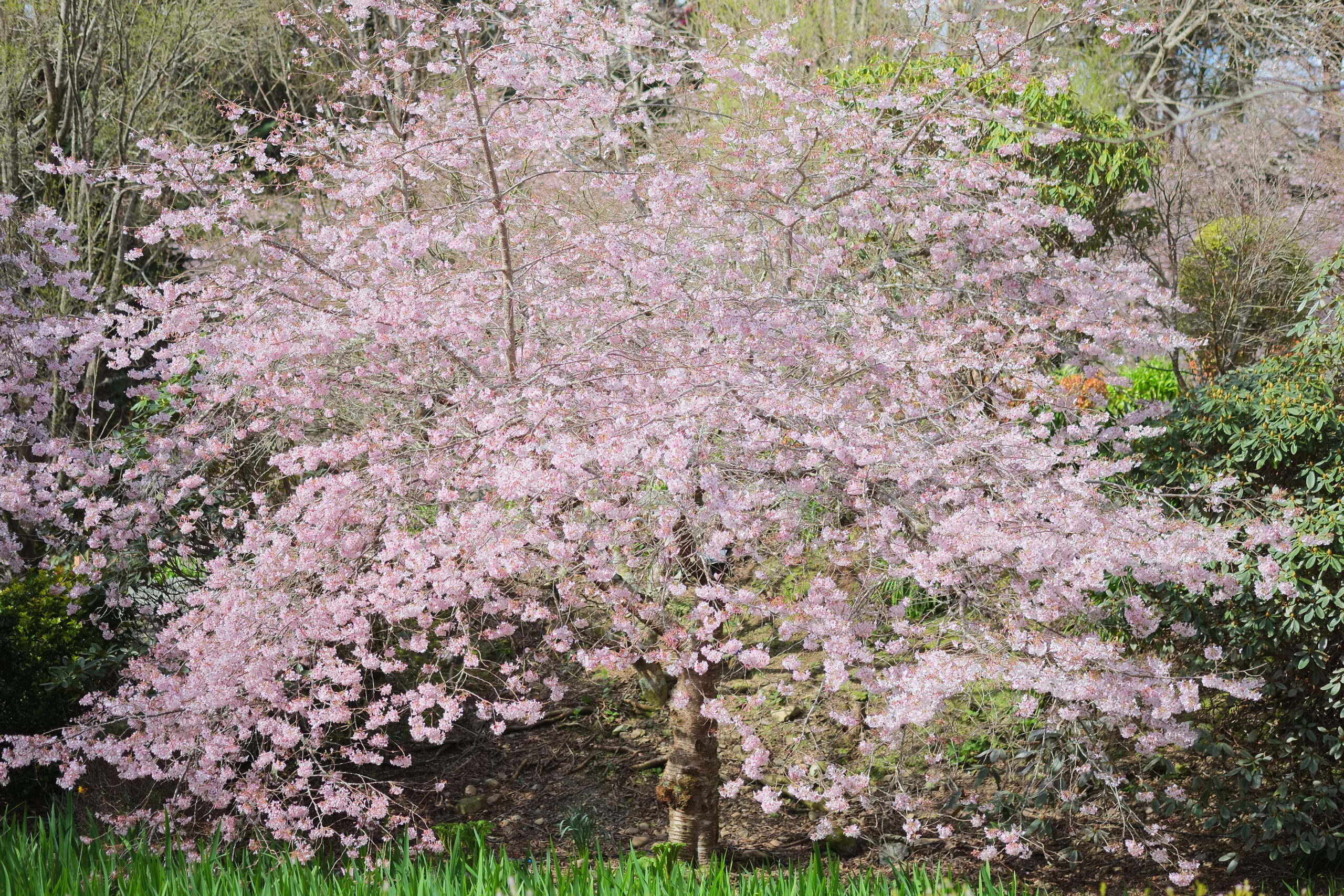 Cherry tree (Prunus x yedoensis 'Awanui') in full flower in Aston Norwood Gardens