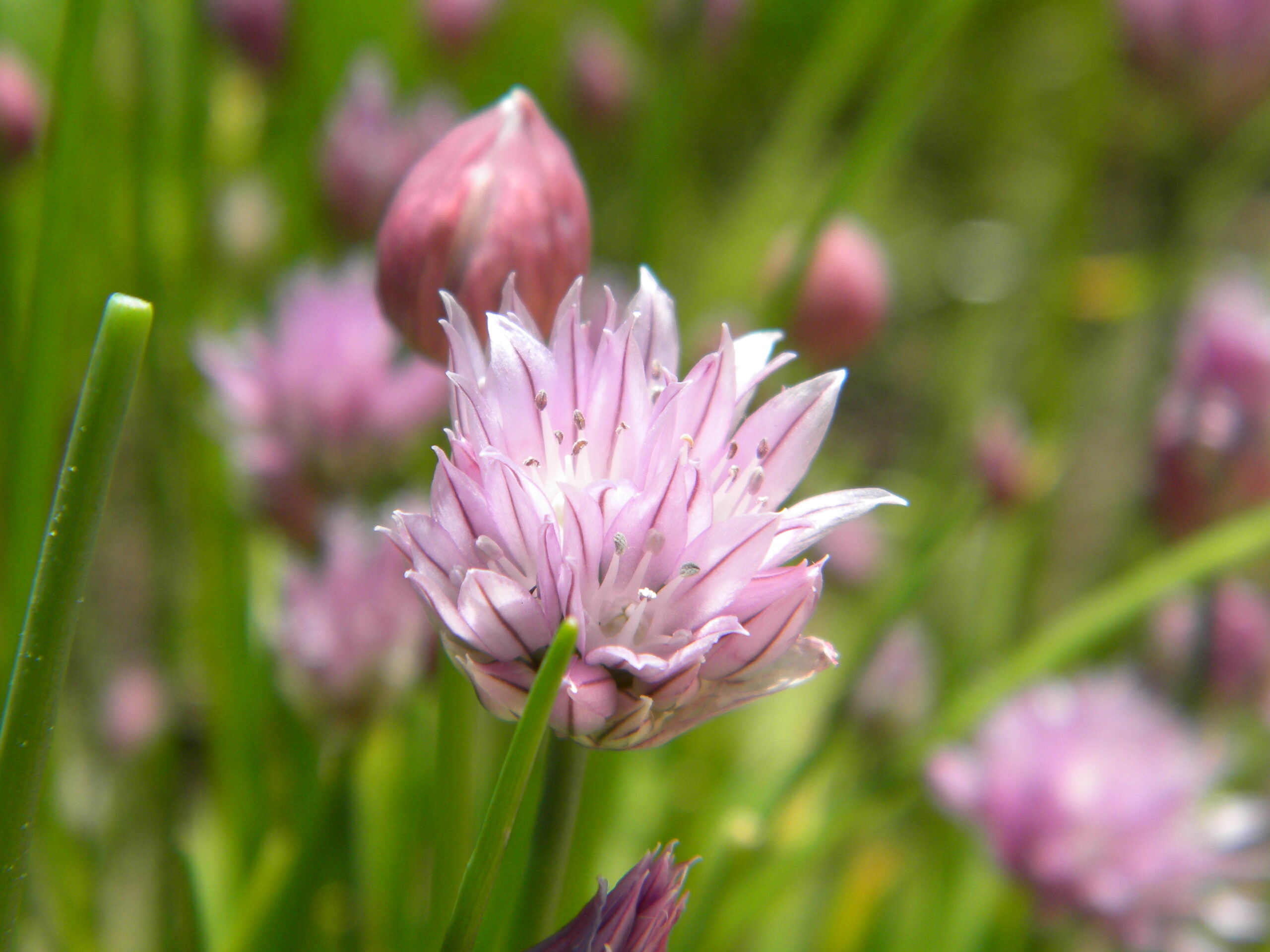 Chive flower close-up