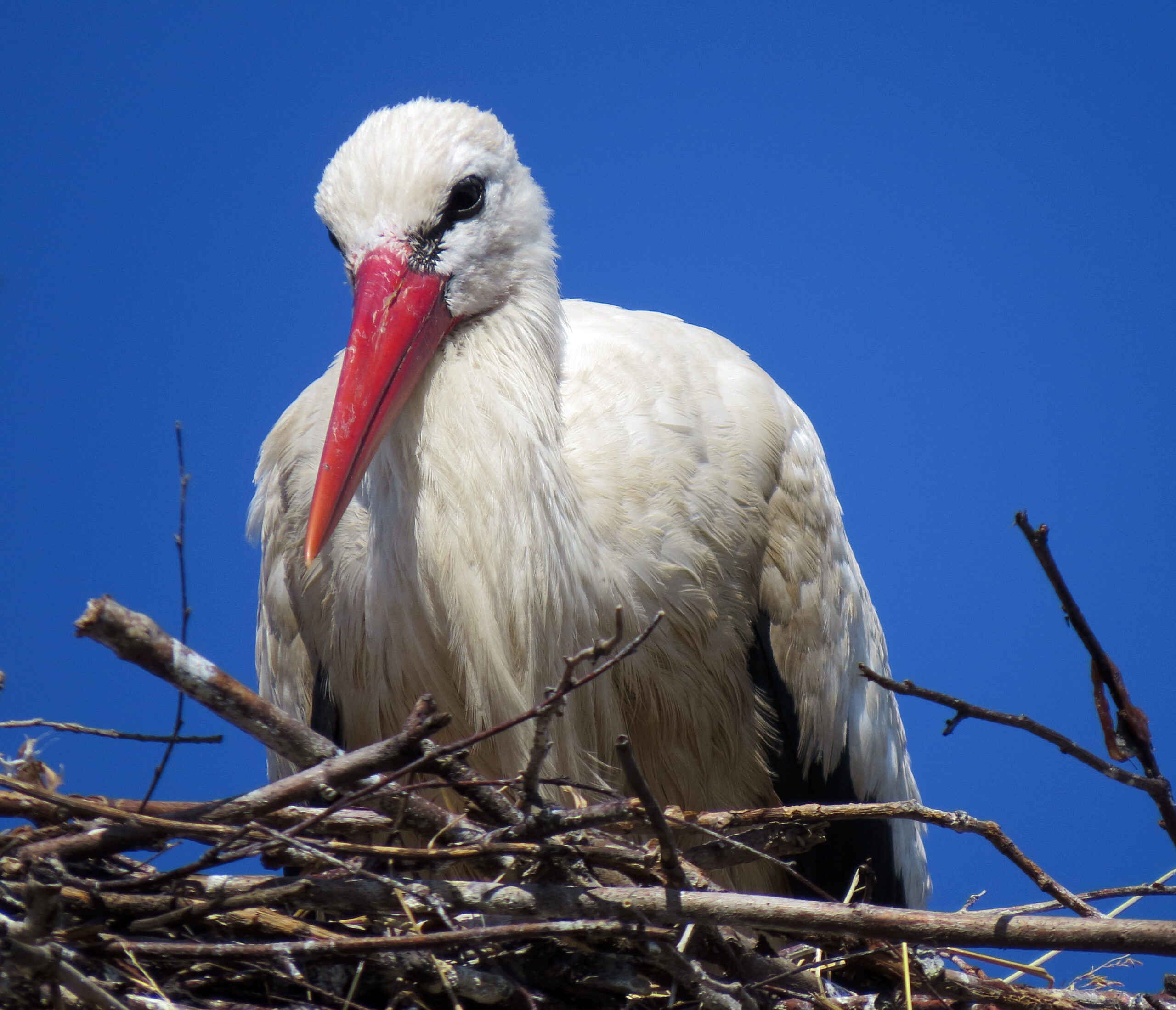 Ciconia ciconia Kozyntsi1