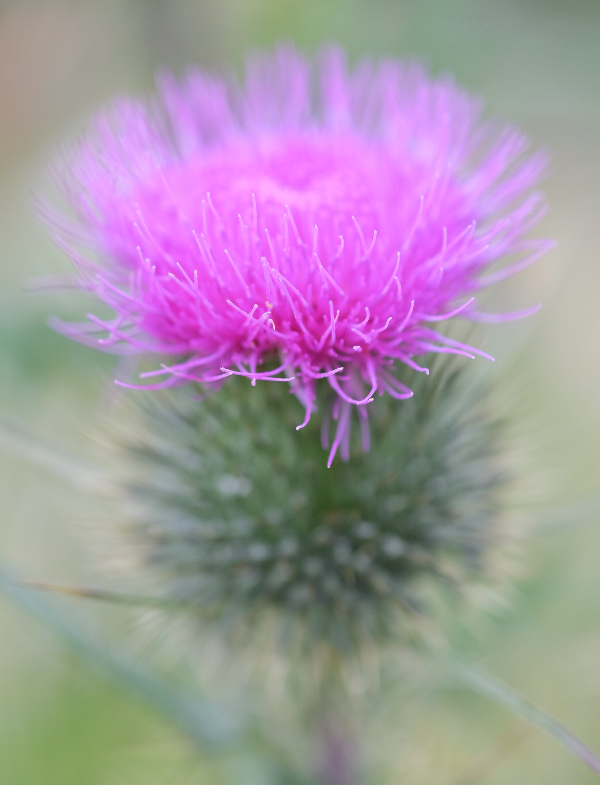 Cirsium vulgare flower head (shallow depth of field)