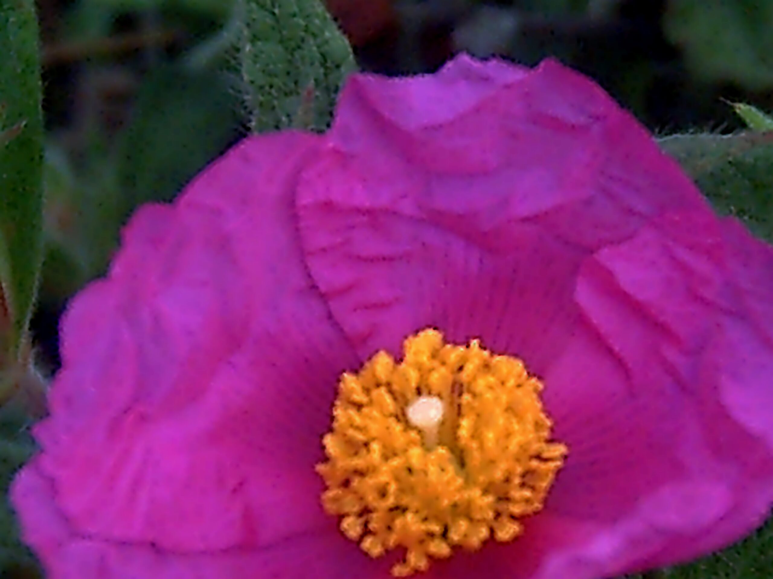 Cistus crispus Flower Closeup2 DehesaBoyaldePuertollano