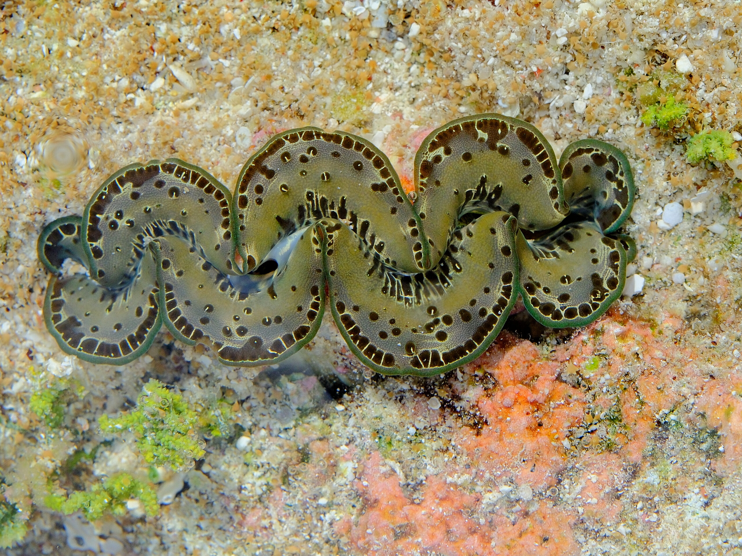 Clam on coral reef near Avaiki