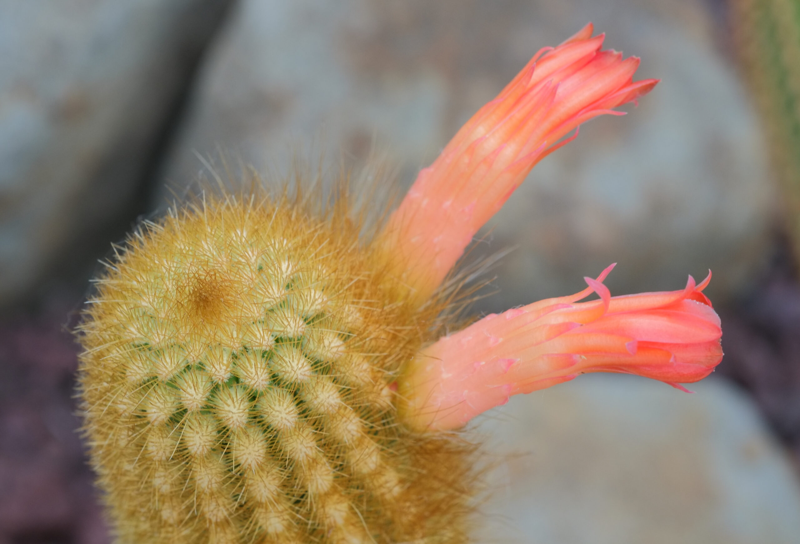 Cleistocactus x loxanthocereus flowers