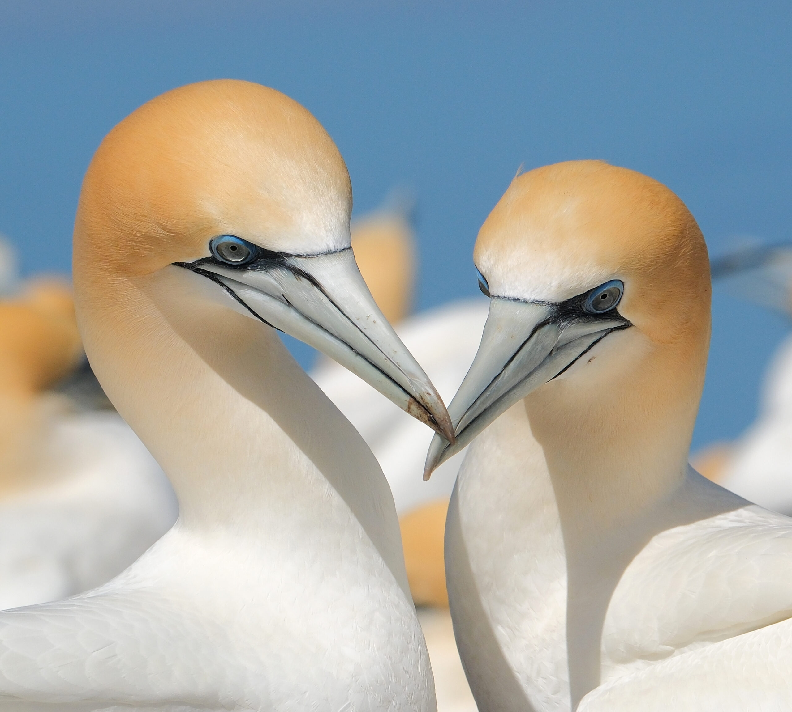 Close-up of gannet pair in colony