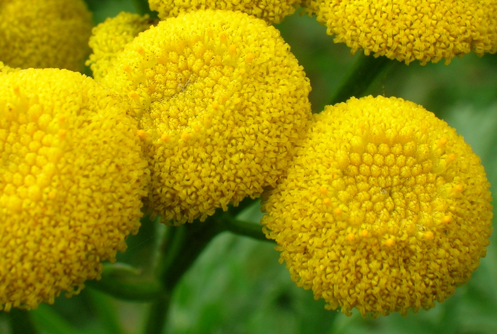Close up of Tanacetum vulgare flower head