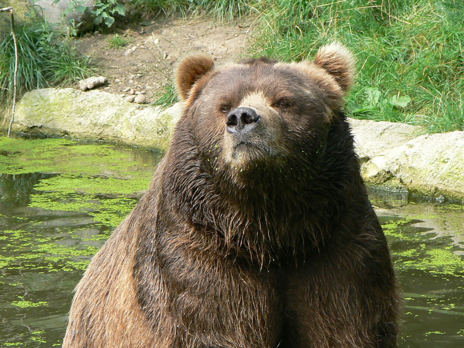 Closeup kodiak bear hamburg