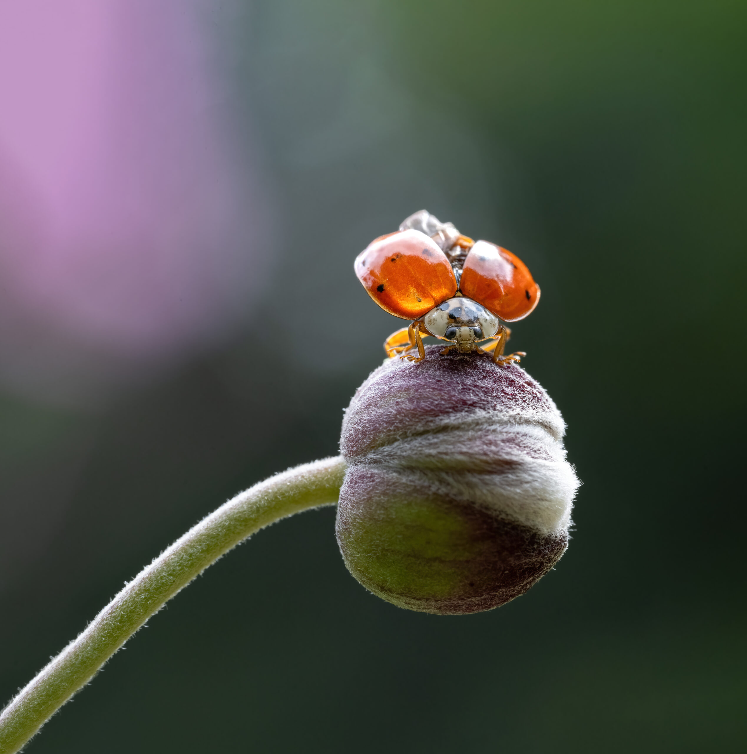 Coccinella in Parc du Bois-de-Coulonge uncut version
