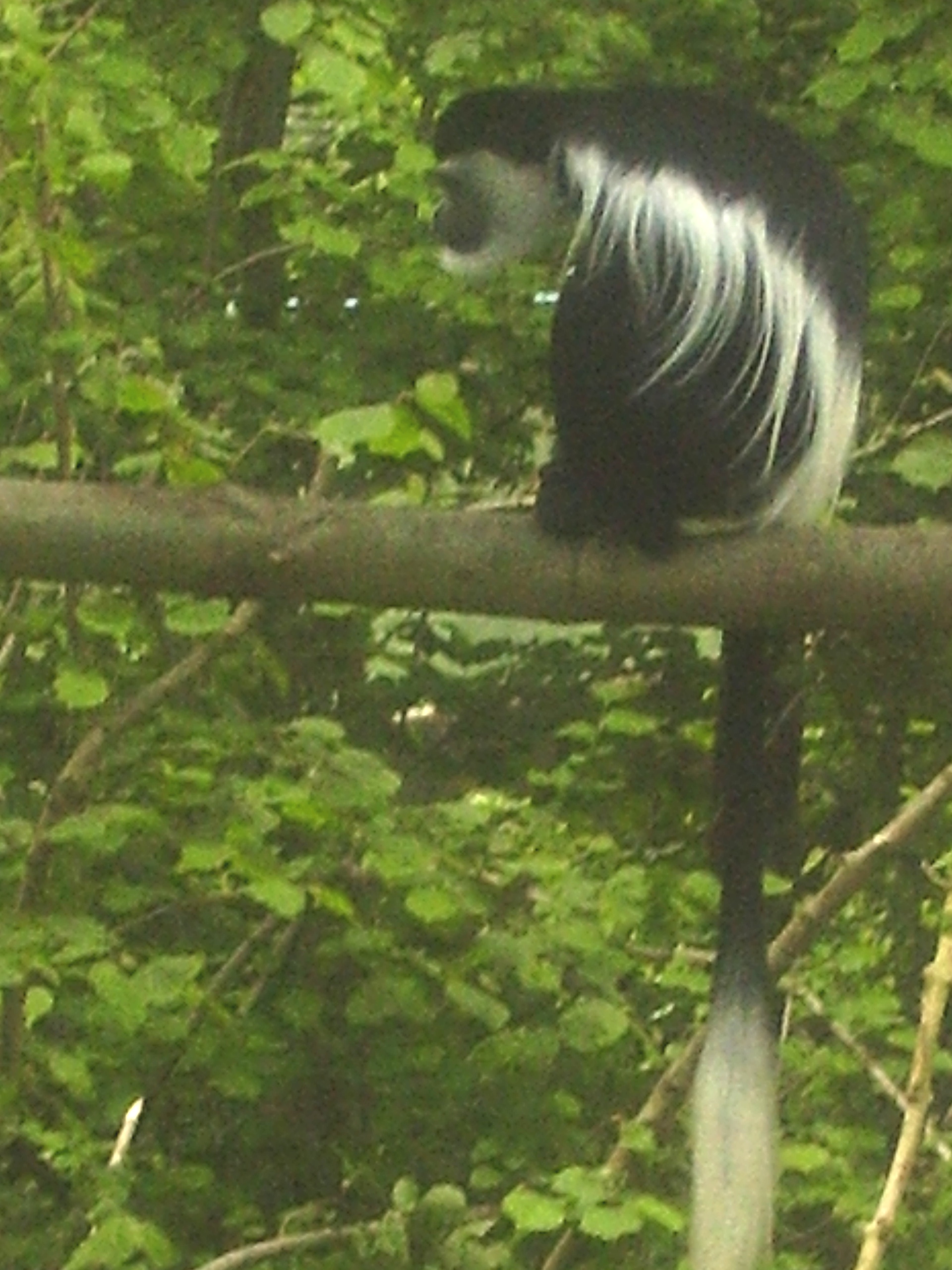 Colobus monkey, Port Lympne Wild Animal Park