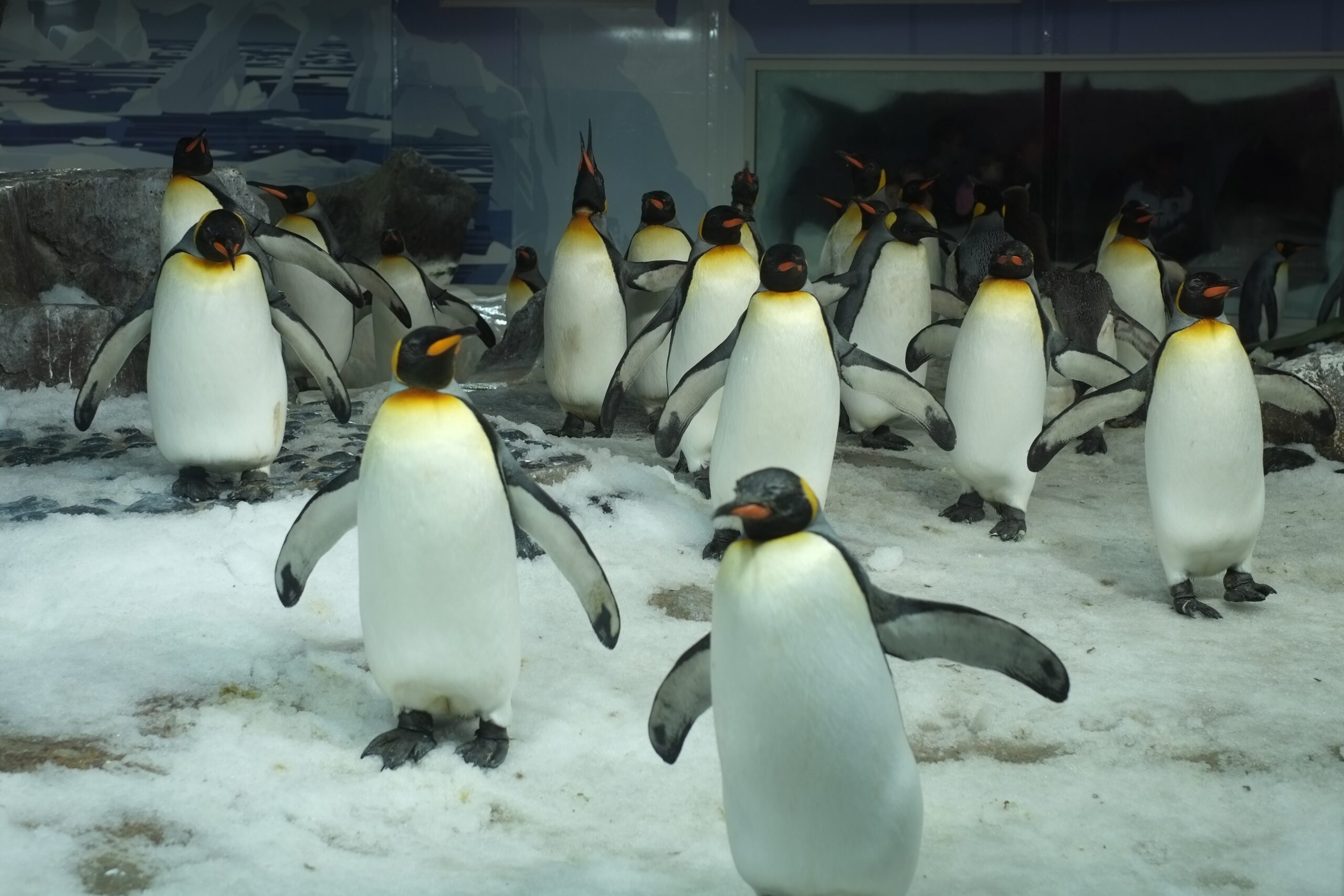 Colony of King Penguins at Kelly Tarlton's