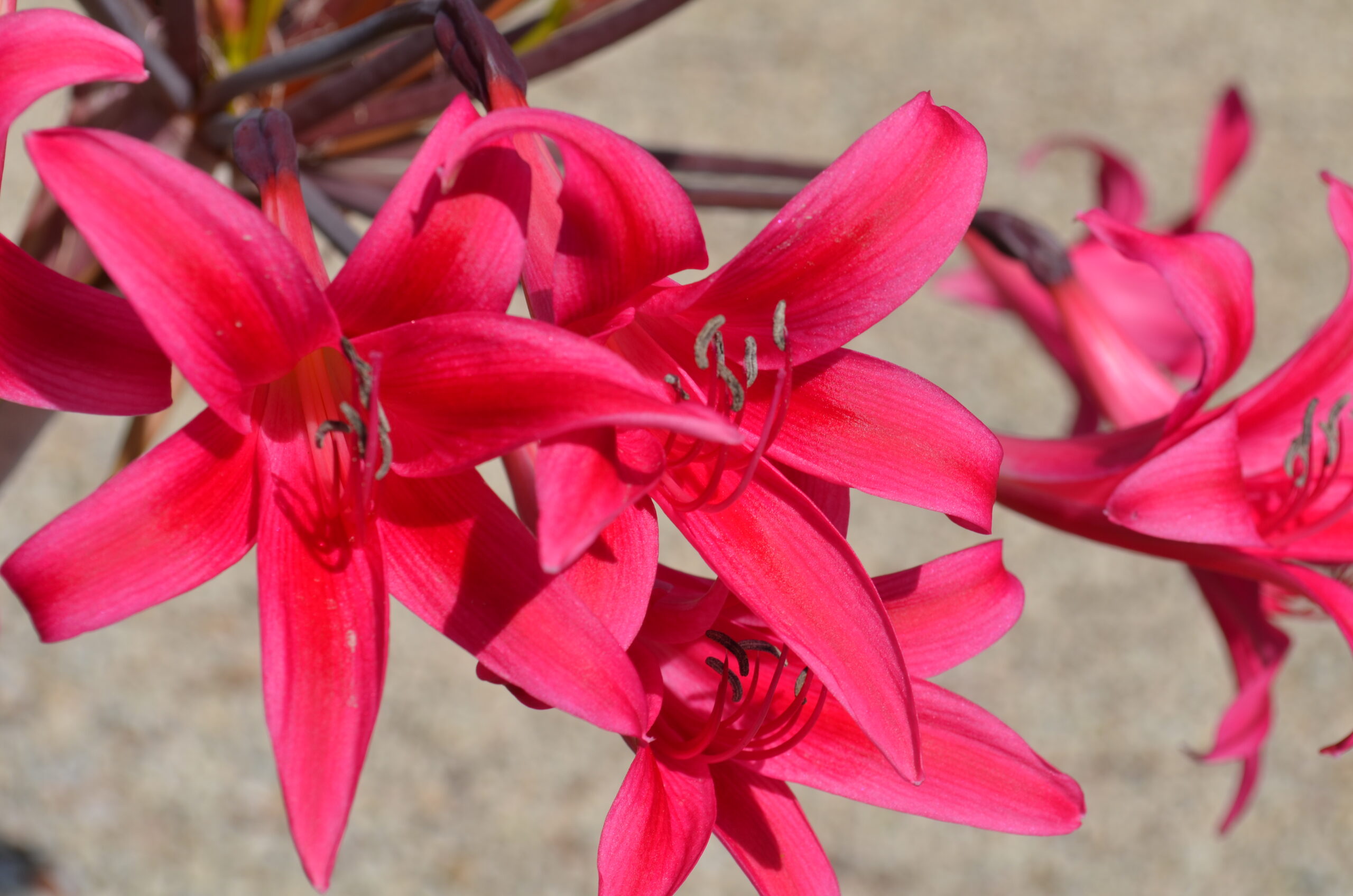 Colour variation