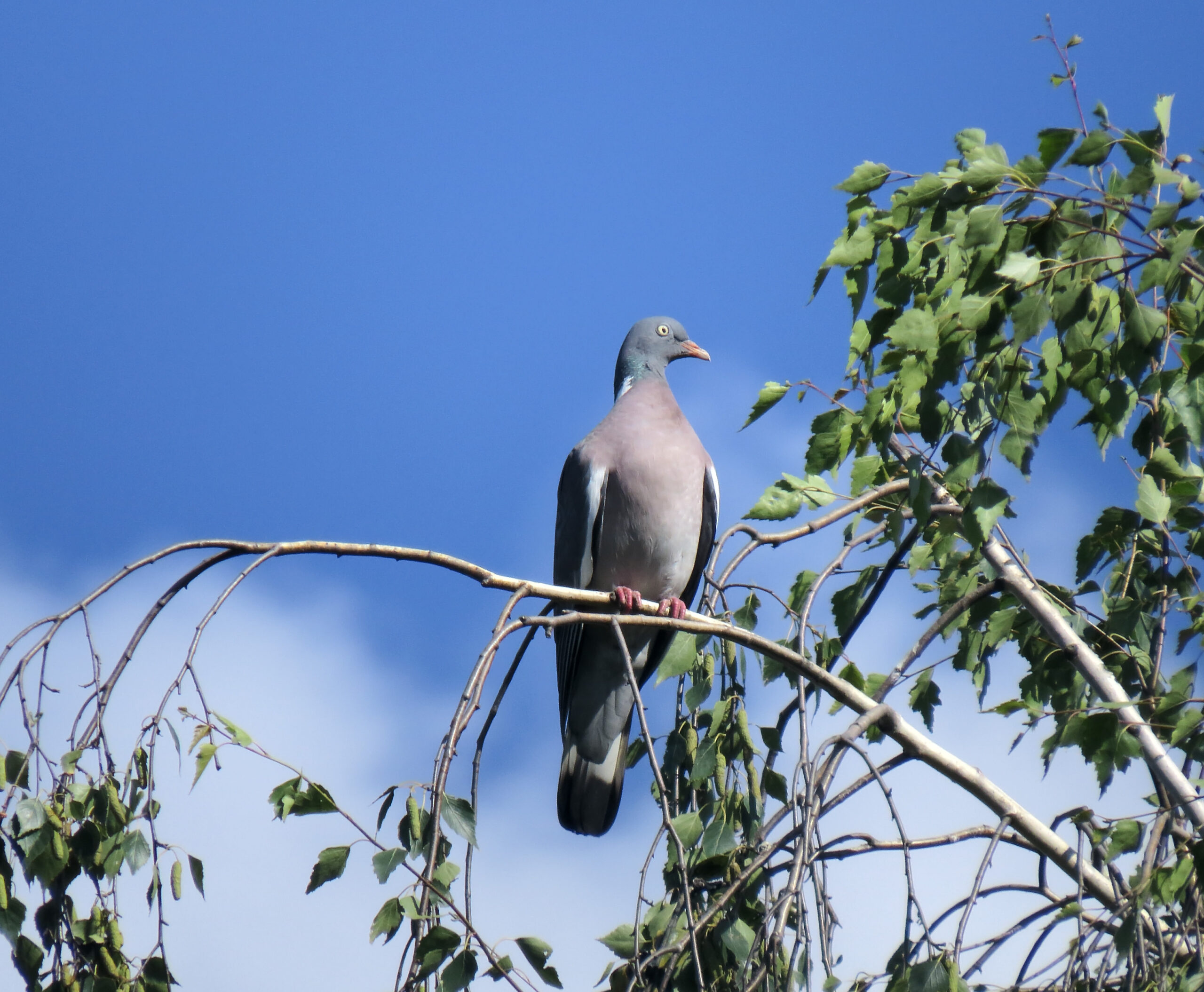 Columba palumbus Nemishayeve2