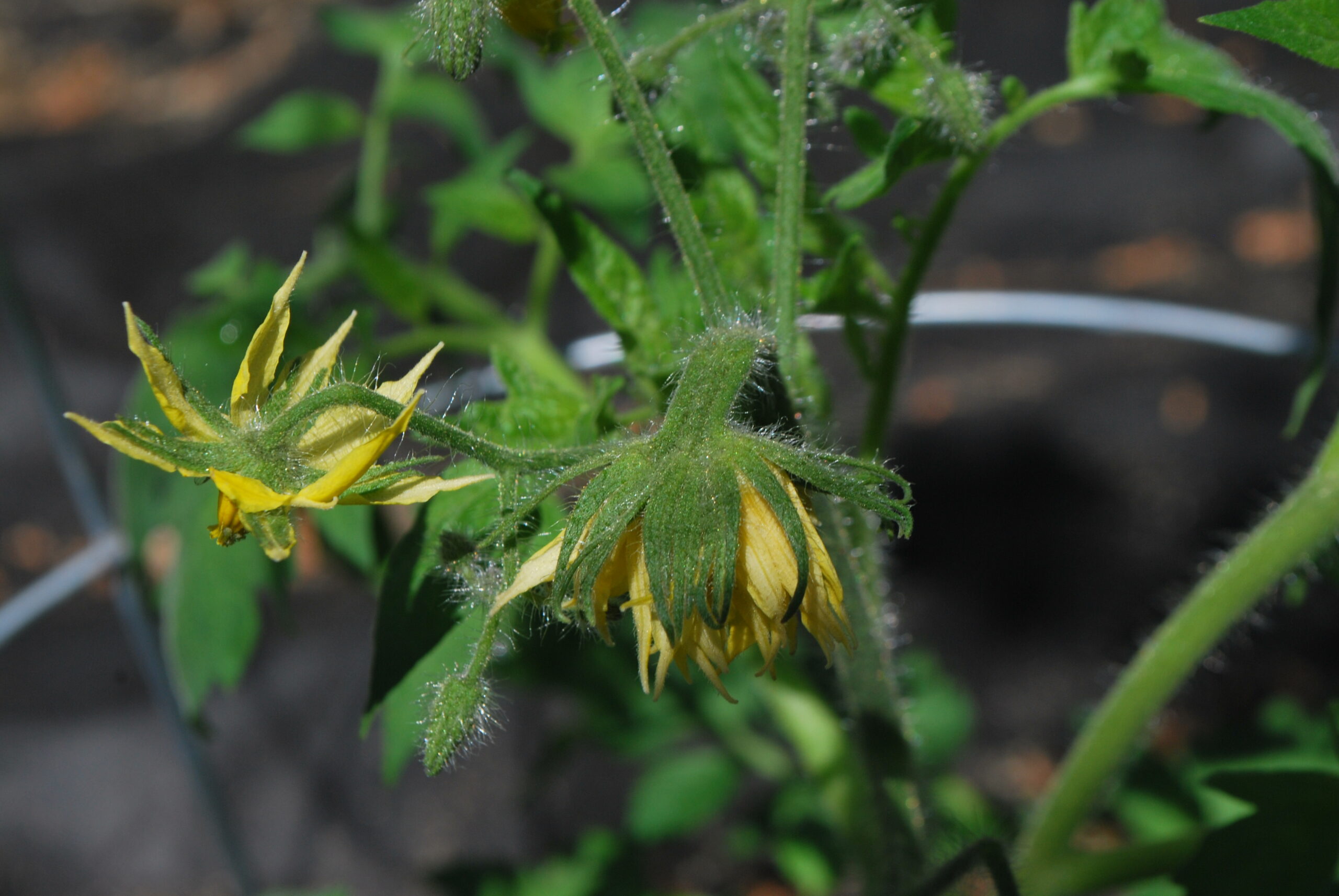 Conjoined tomato blossoms