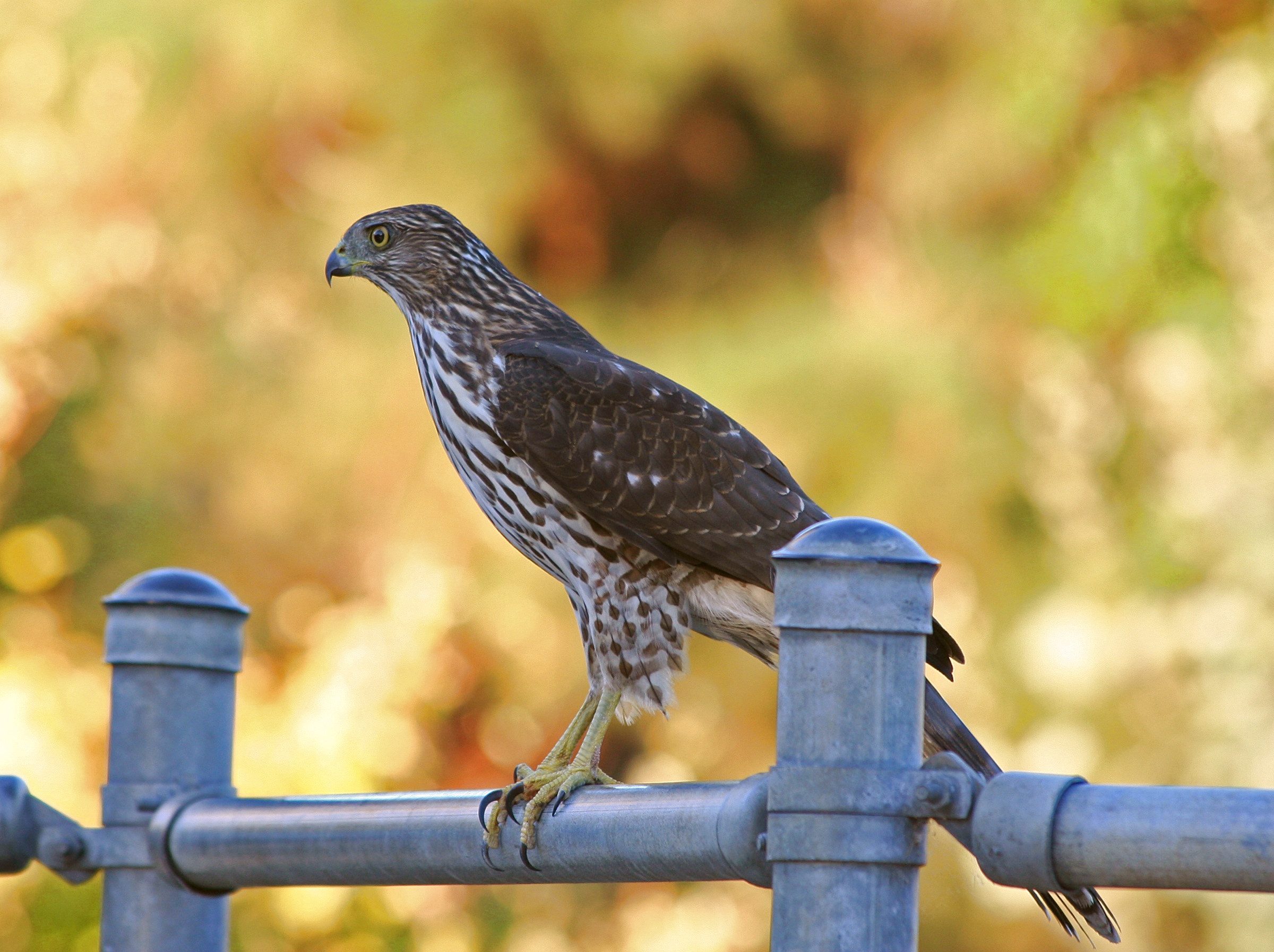 Cooper's hawk