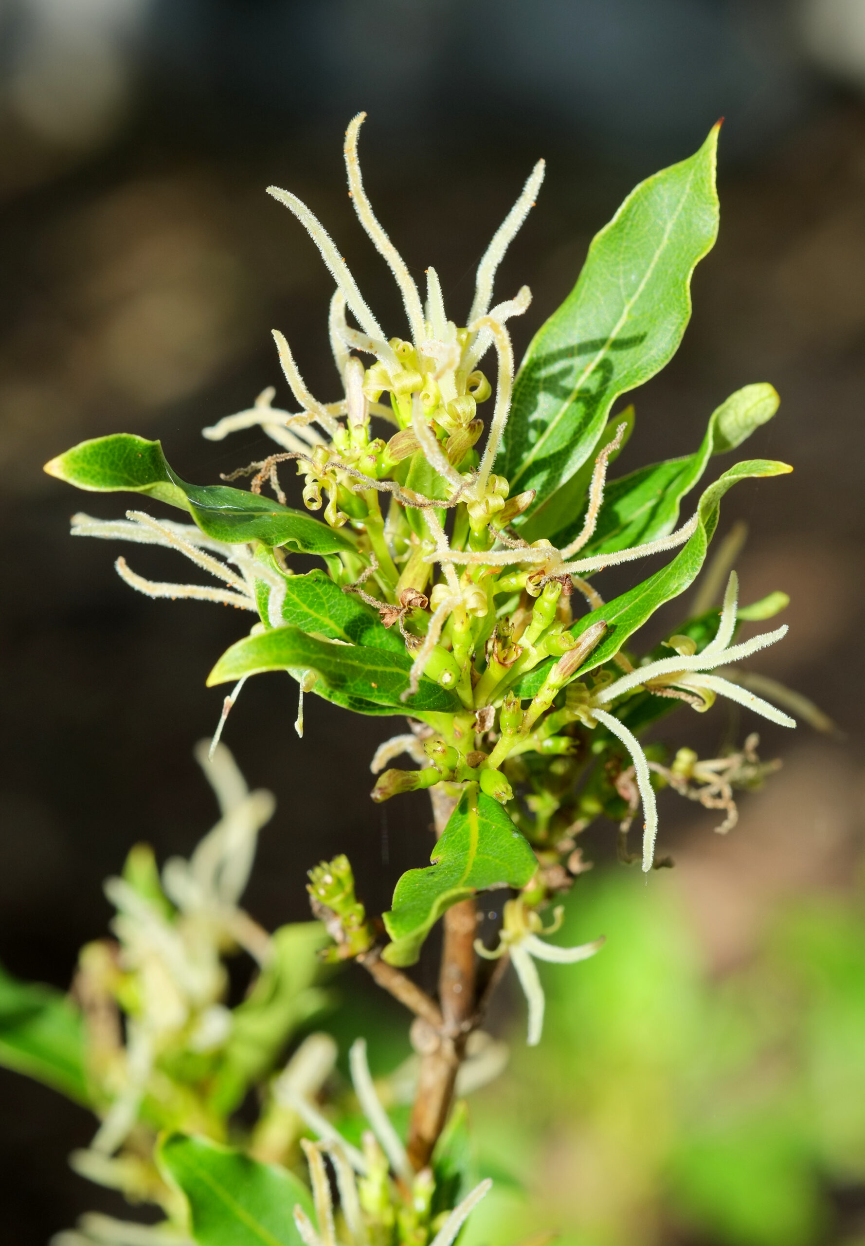 Coprosma acutifolia flowers