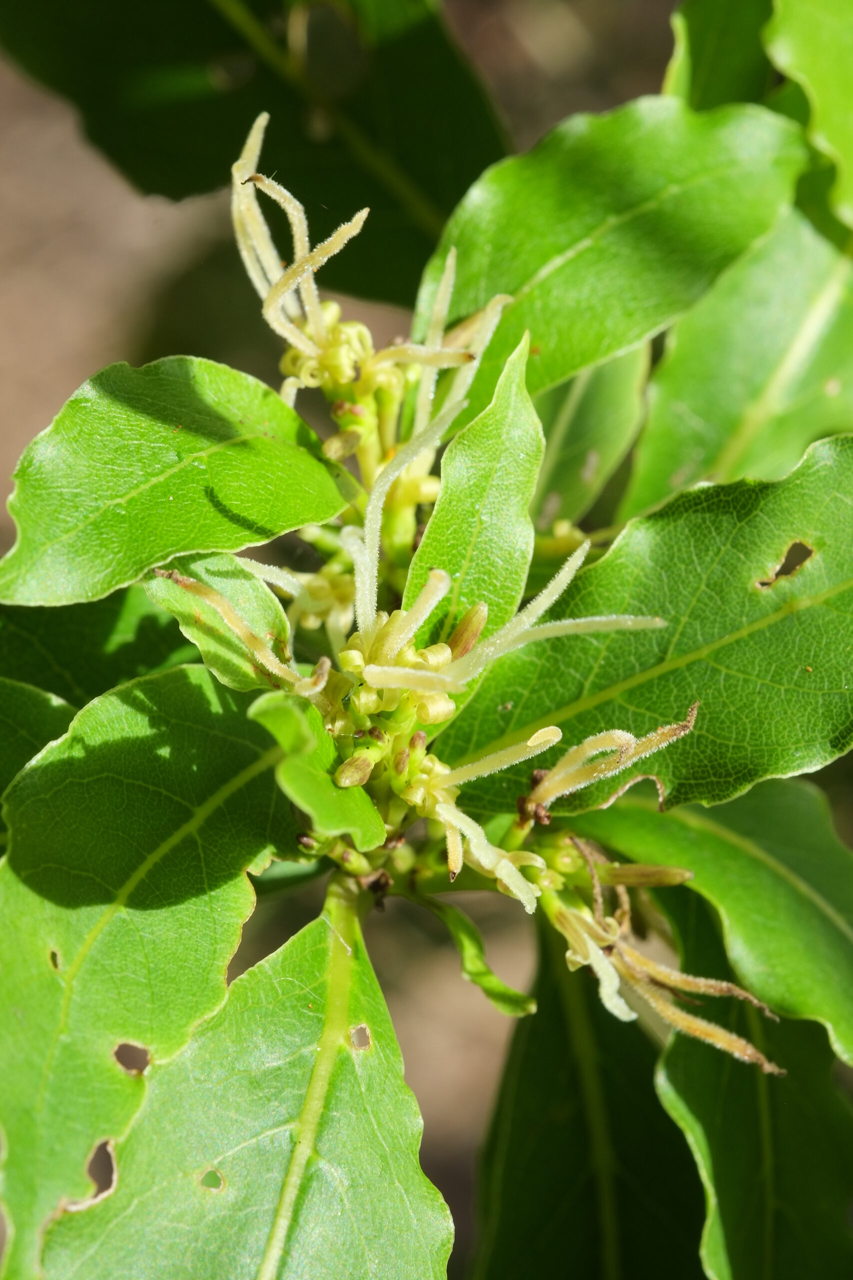 Coprosma acutifolia in flower
