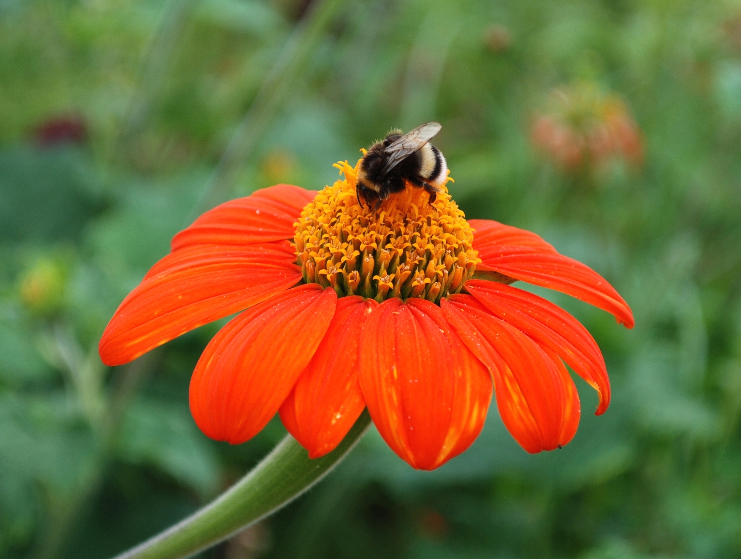 Copy of Nice Garden - Flower with Bee