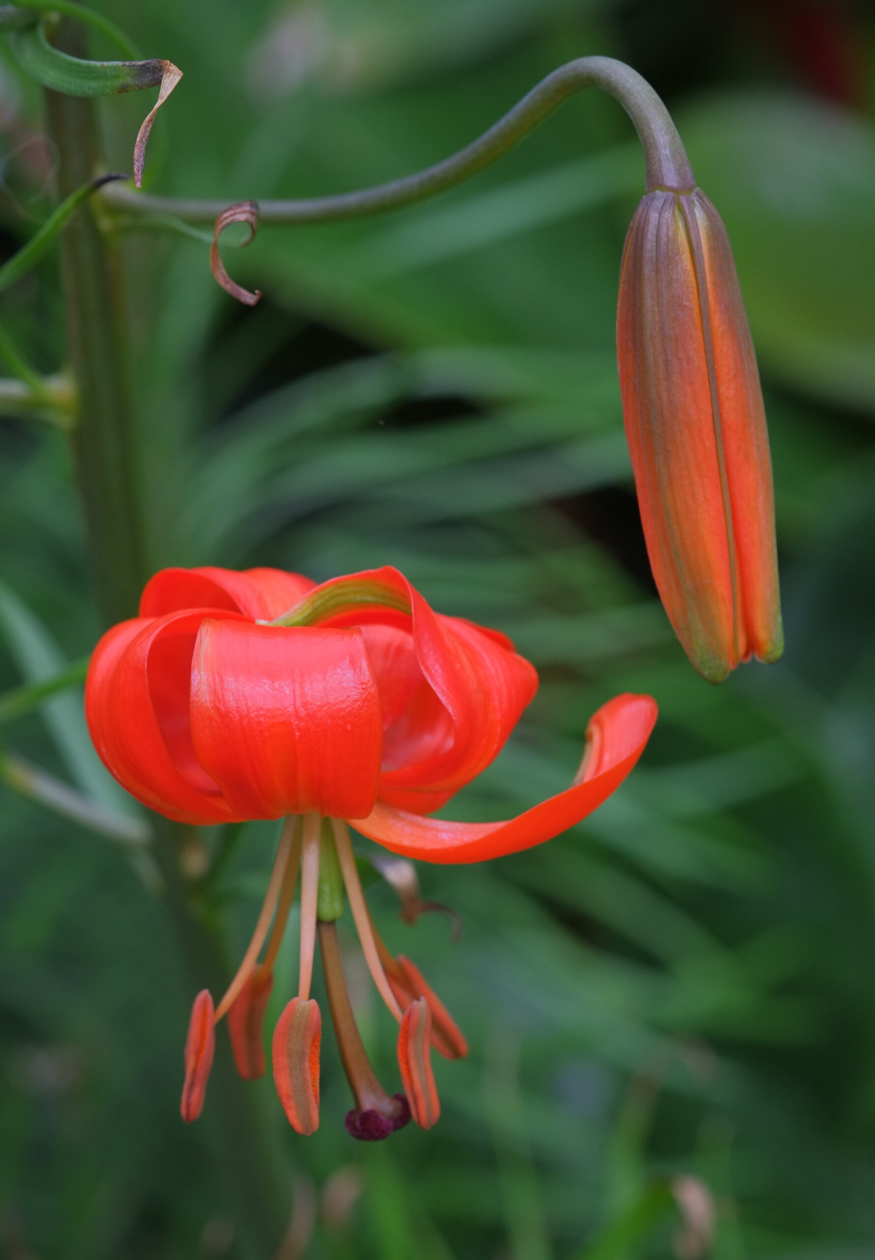 Coral lily (Lilium pumilum) flowers