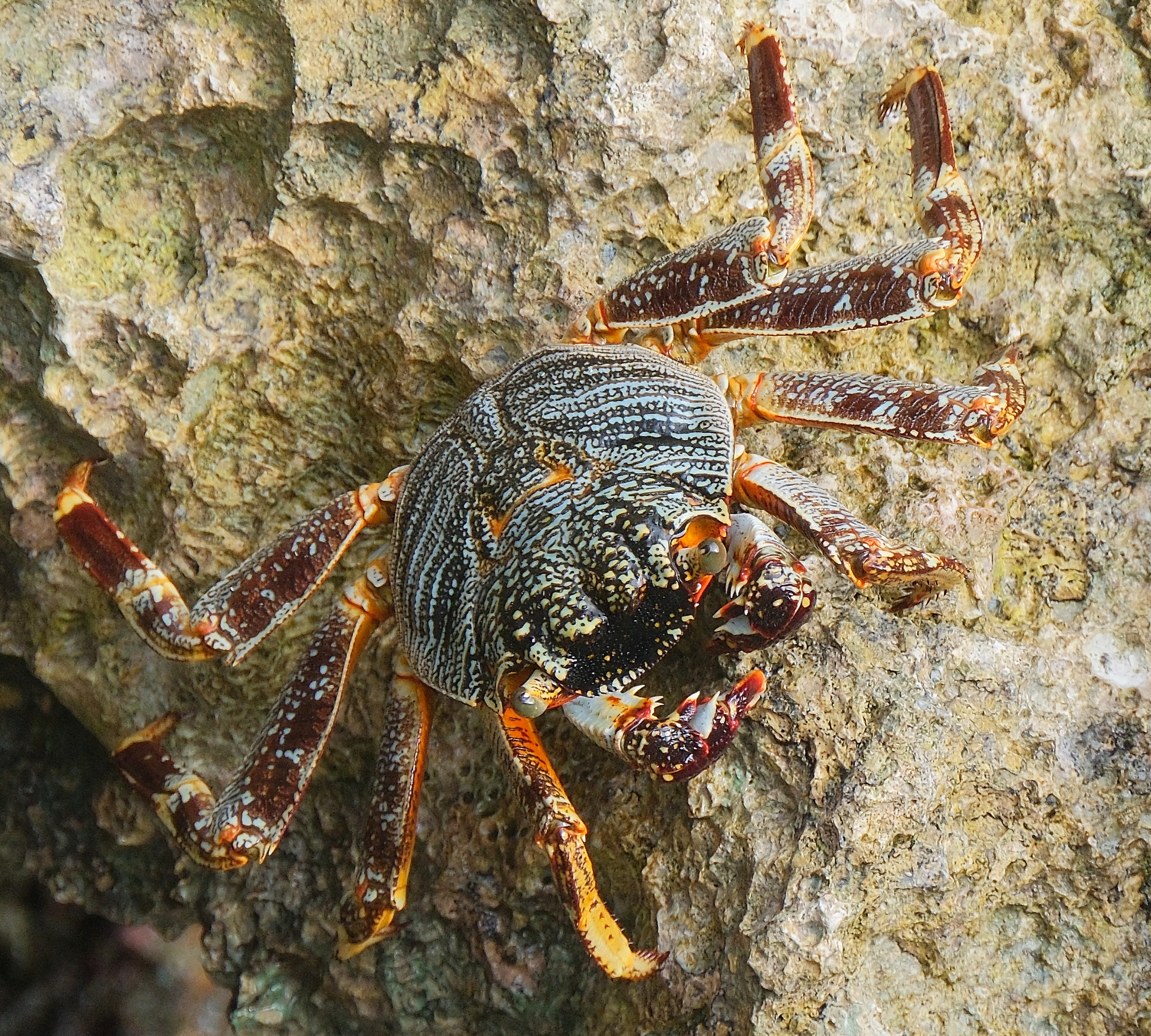 Crab clinging to coral rock (Niue)