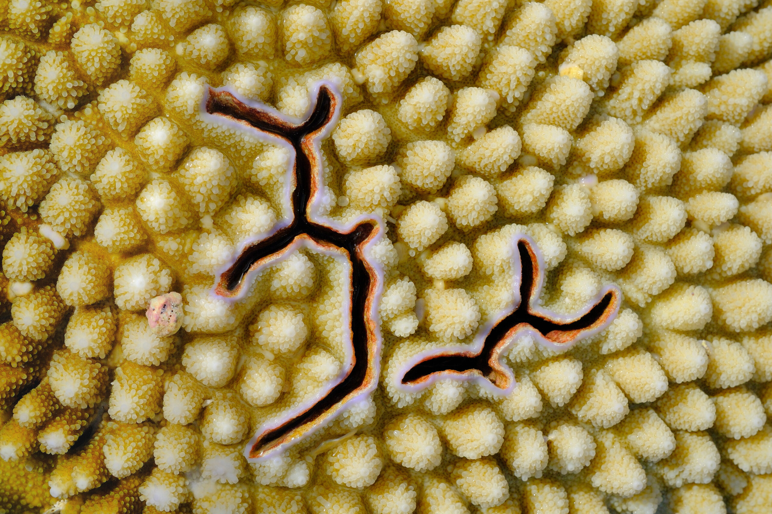 Cracks in coral (reef near Avaiki)