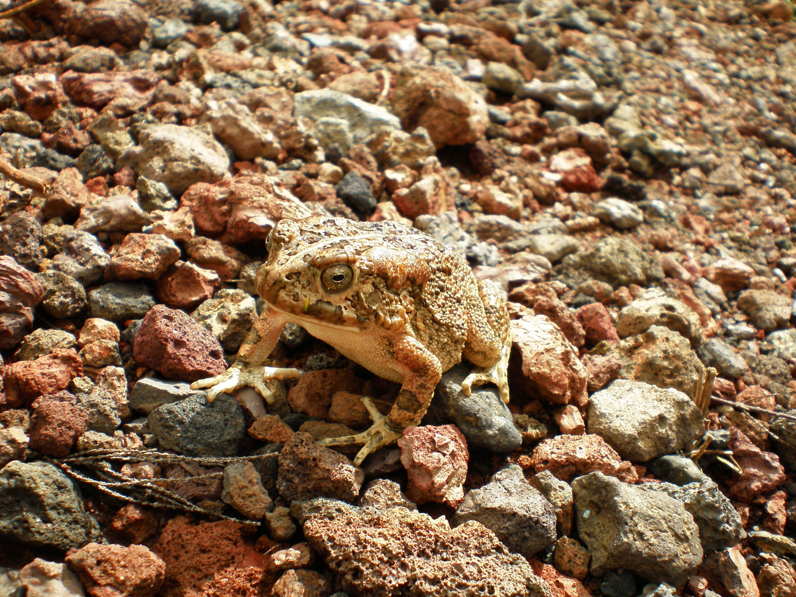 Crapaud commun réunion