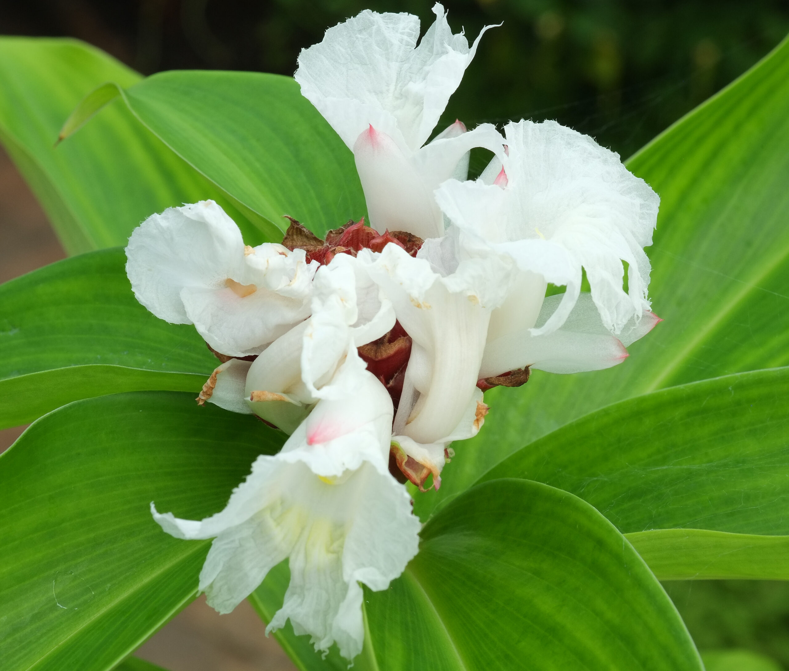 Crepe-ginger (Costus speciosus) flowers