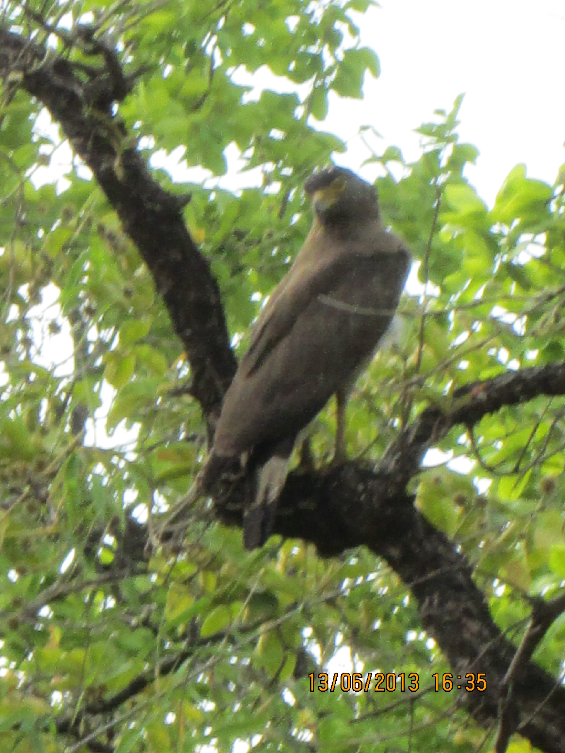 Crested serpent eagle in Khitauli zone.