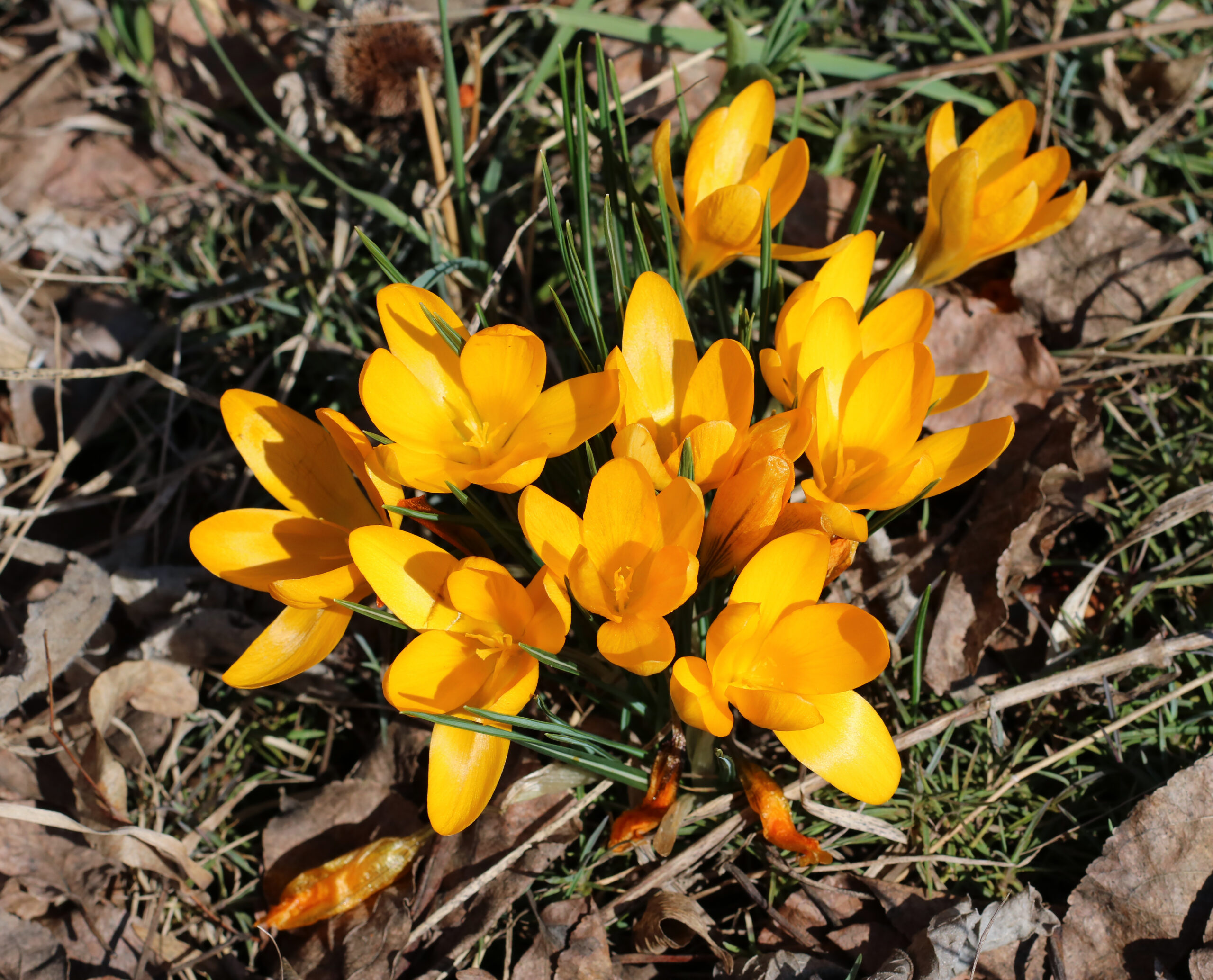 Crocus flavus 2019 G1