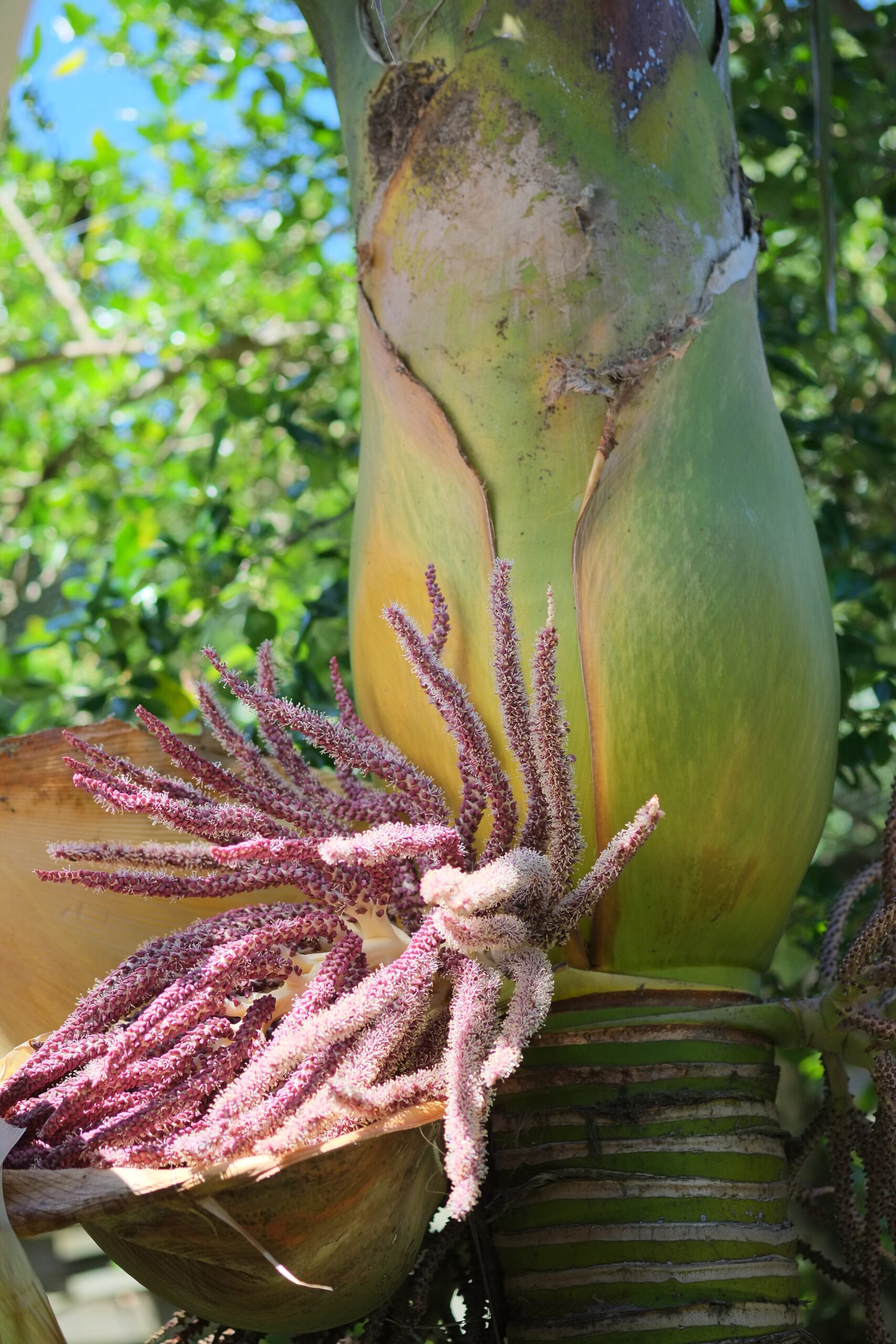 Crownshaft and inflorescence of nikau palm