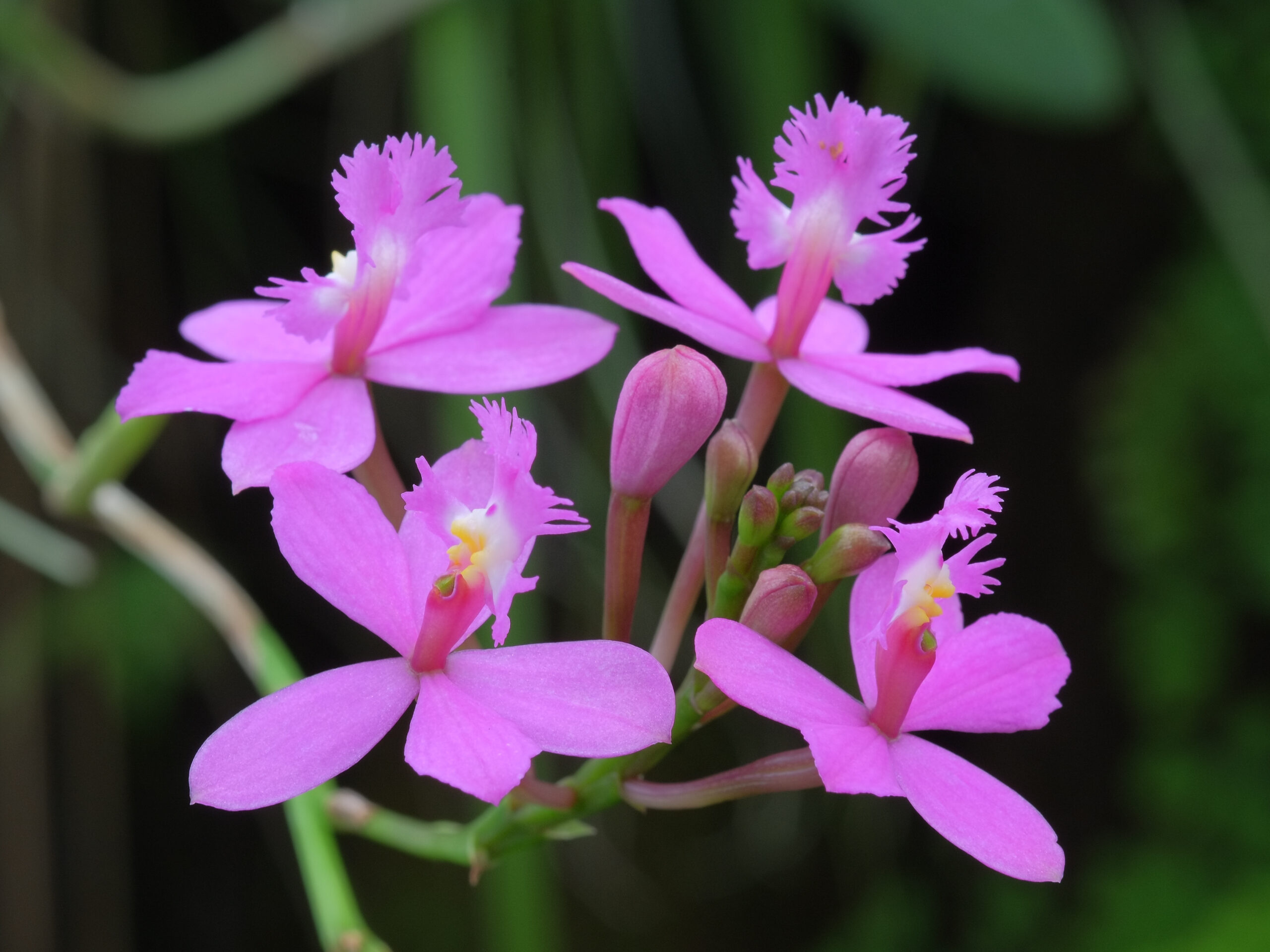 Crucifix orchid (Epidendrum ibaguense) flowers