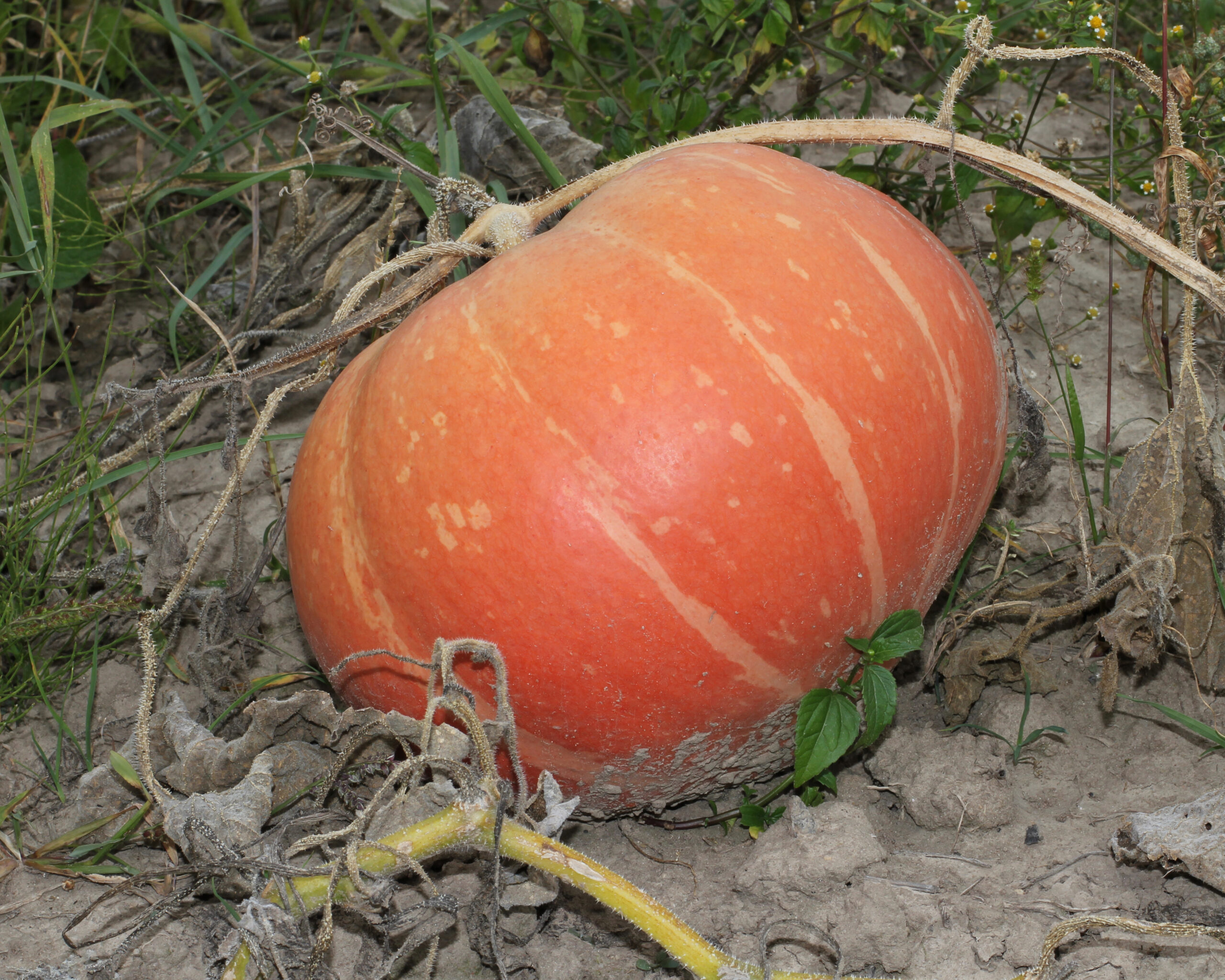 Cucurbita maxima 2012 G1