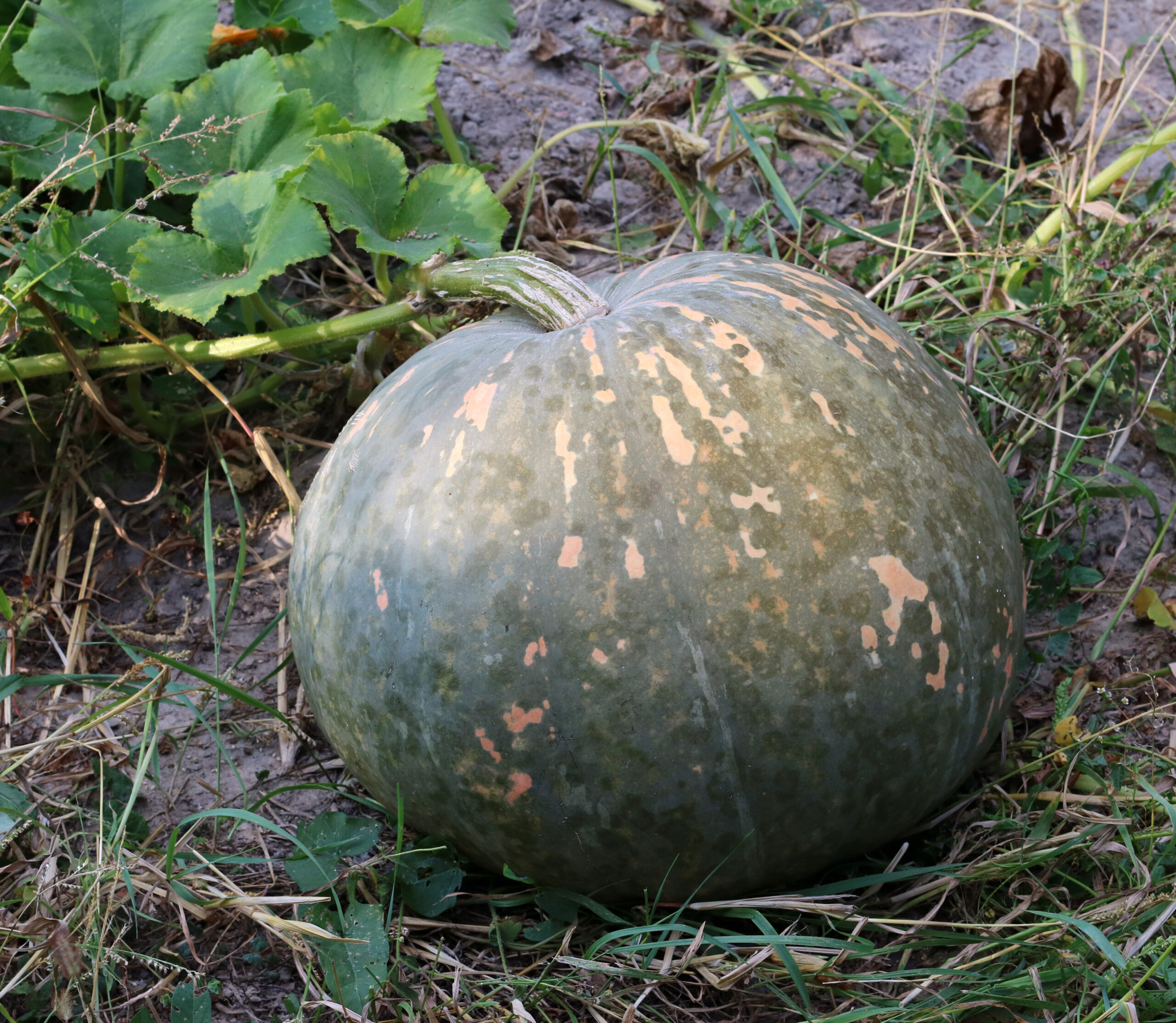 Cucurbita maxima 2019 G1