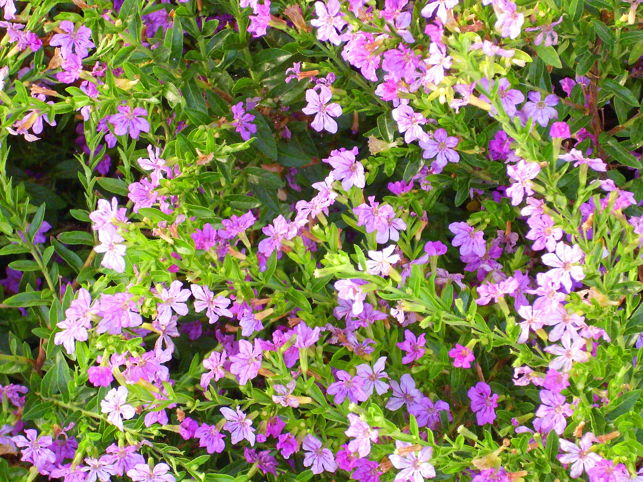 Cuphea in bloom 2011-7-10 TorreLaMata