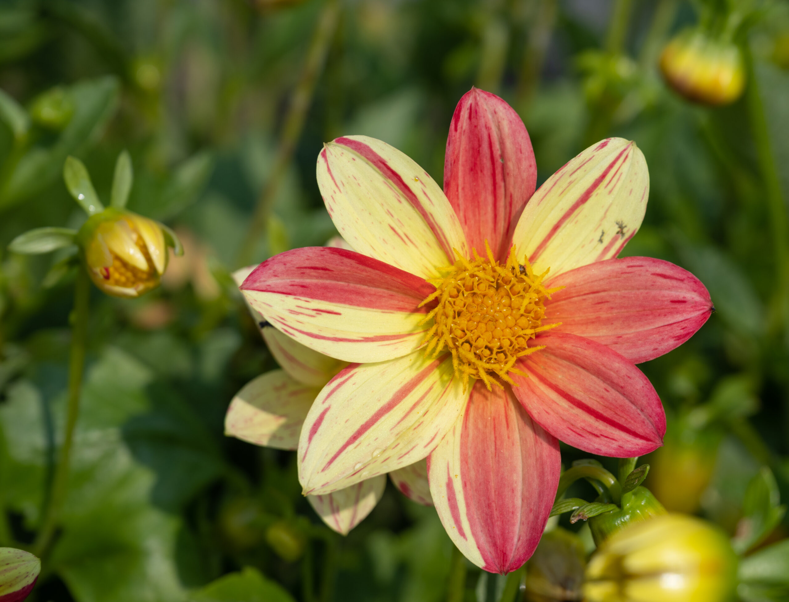 Dahlia hybrida, Fireworks, Dahlia mignon, Vivace non rustique. Jardin universitaire Roger-Van den Hende 36