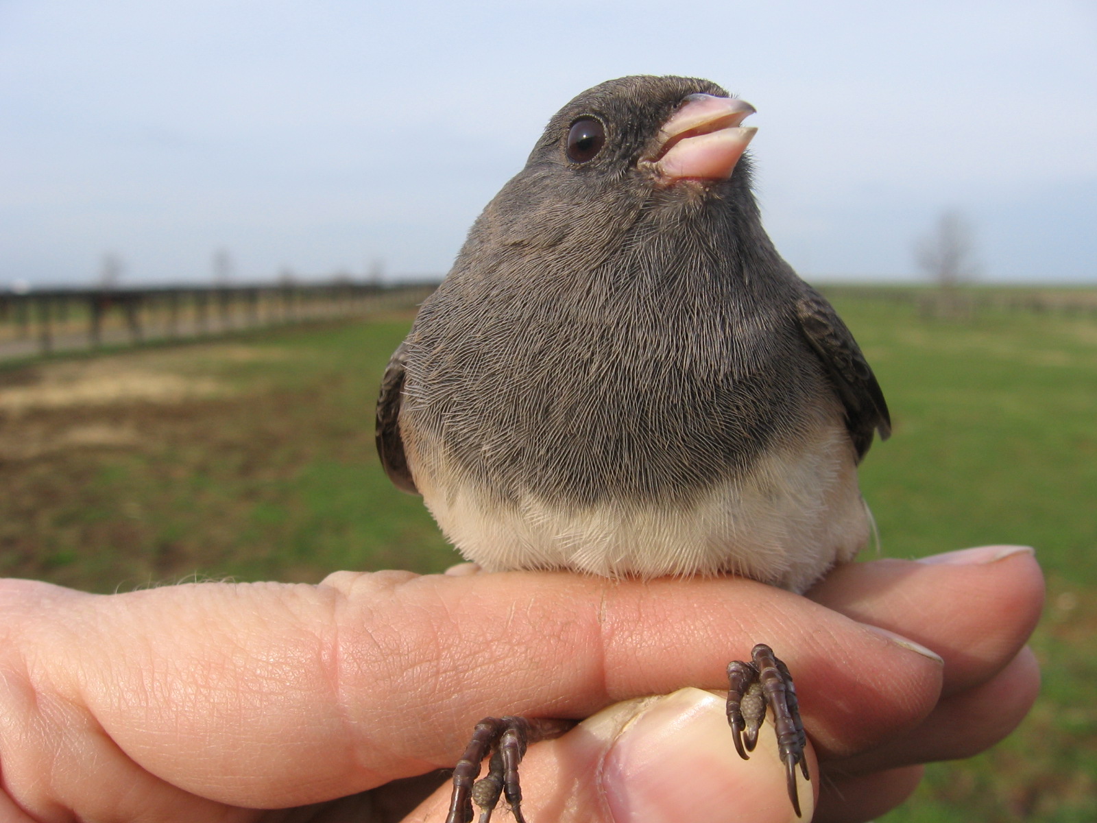 Dark-eyed Junco breast